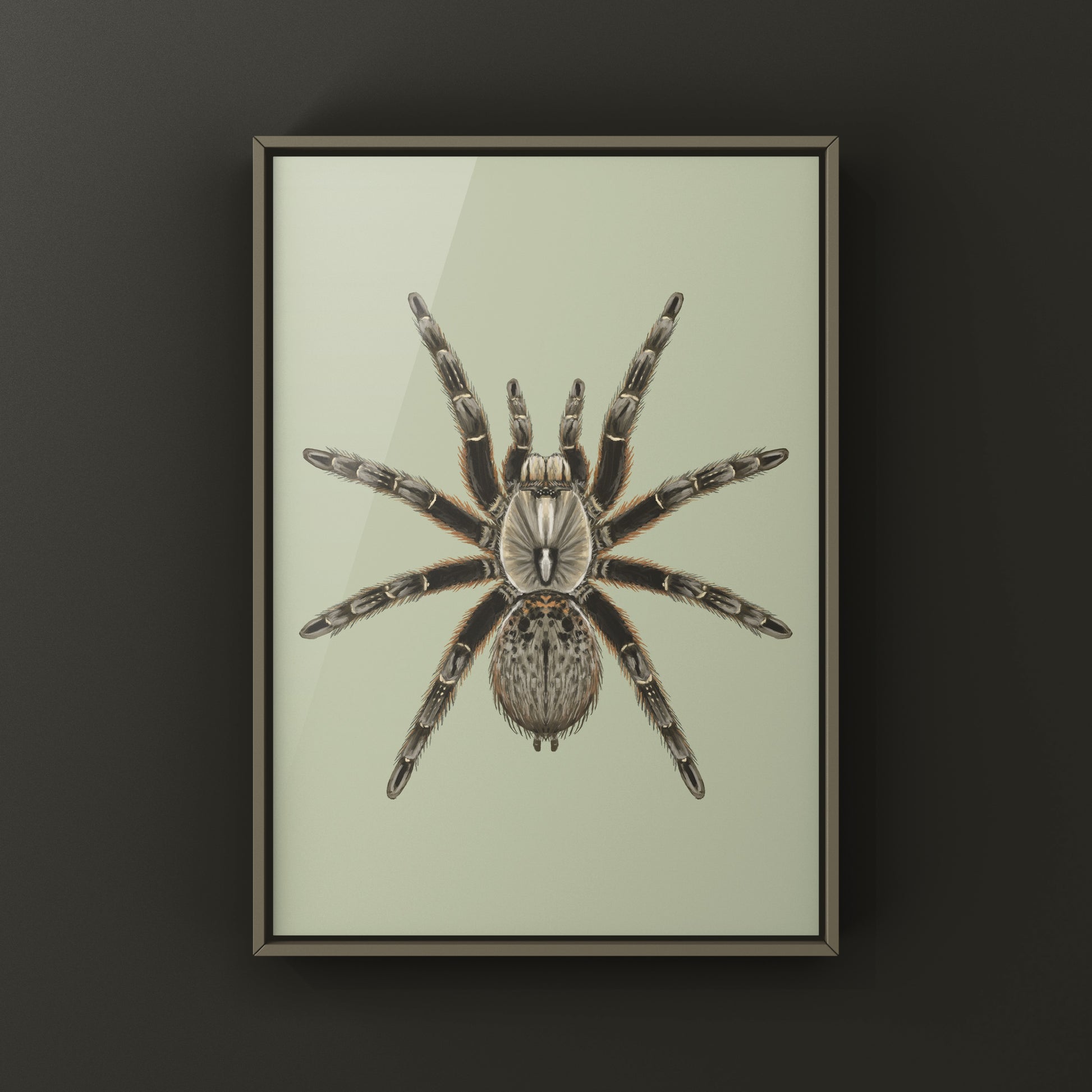Rear Horned Baboon Tarantula (Ceratogyrus darlingi) Art Print from The Silk Ranch