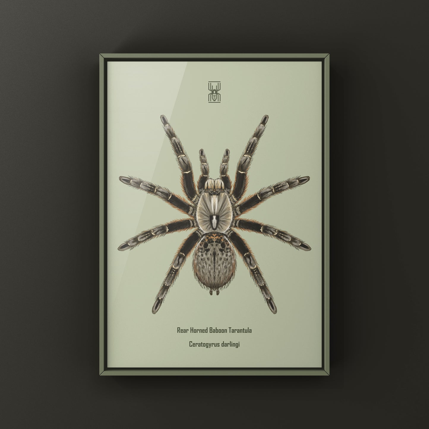 Rear Horned Baboon Tarantula (Ceratogyrus darlingi) Art Print from The Silk Ranch