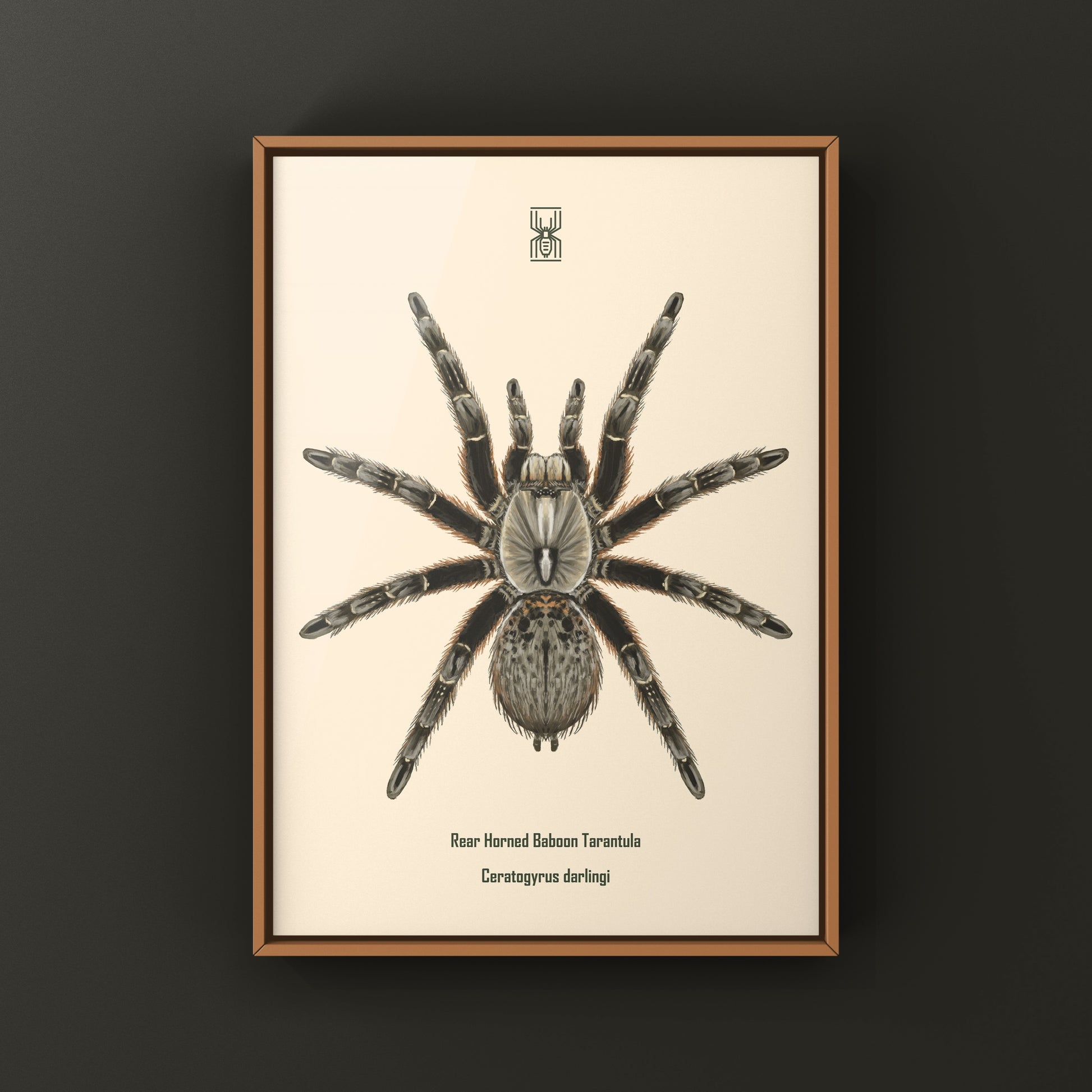 Rear Horned Baboon Tarantula (Ceratogyrus darlingi) Art Print from The Silk Ranch