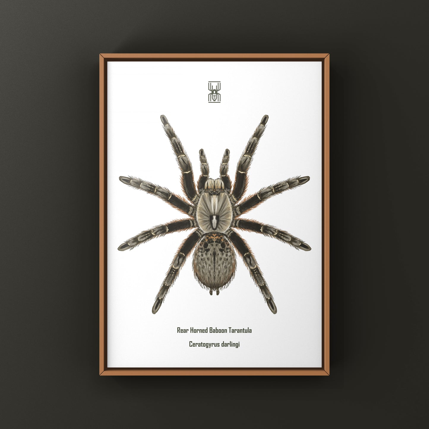 Rear Horned Baboon Tarantula (Ceratogyrus darlingi) Art Print from The Silk Ranch