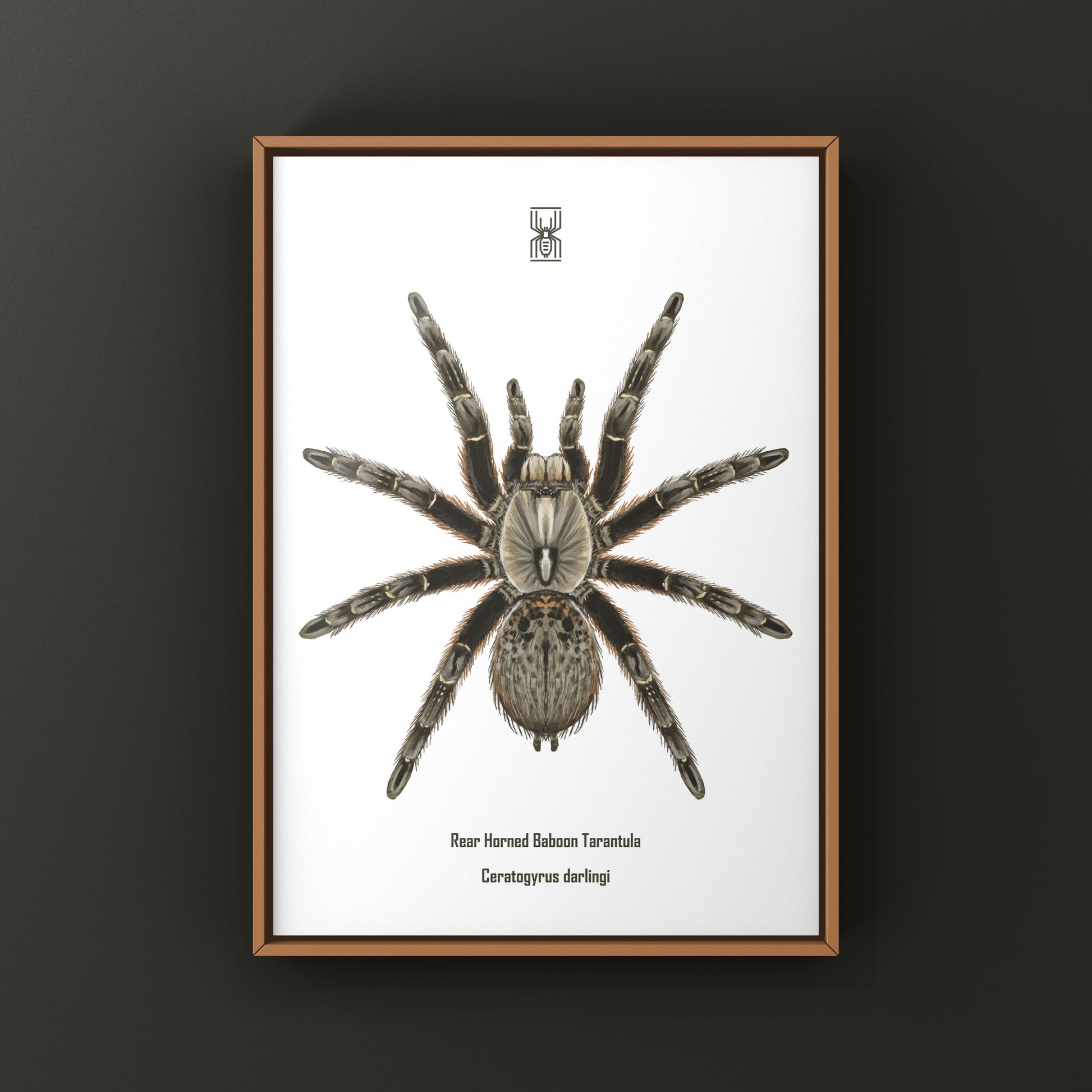 Rear Horned Baboon Tarantula (Ceratogyrus darlingi) Art Print from The Silk Ranch