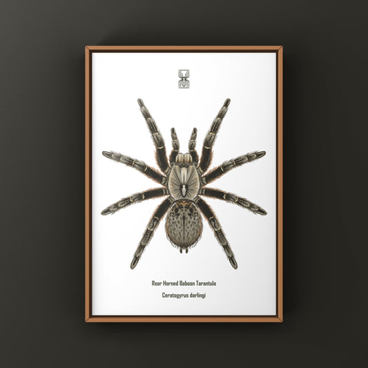 Art print of a Rear Horned Baboon Tarantula (Ceratogyrus darlingi) by The Silk Ranch, showcasing detailed spider illustration.