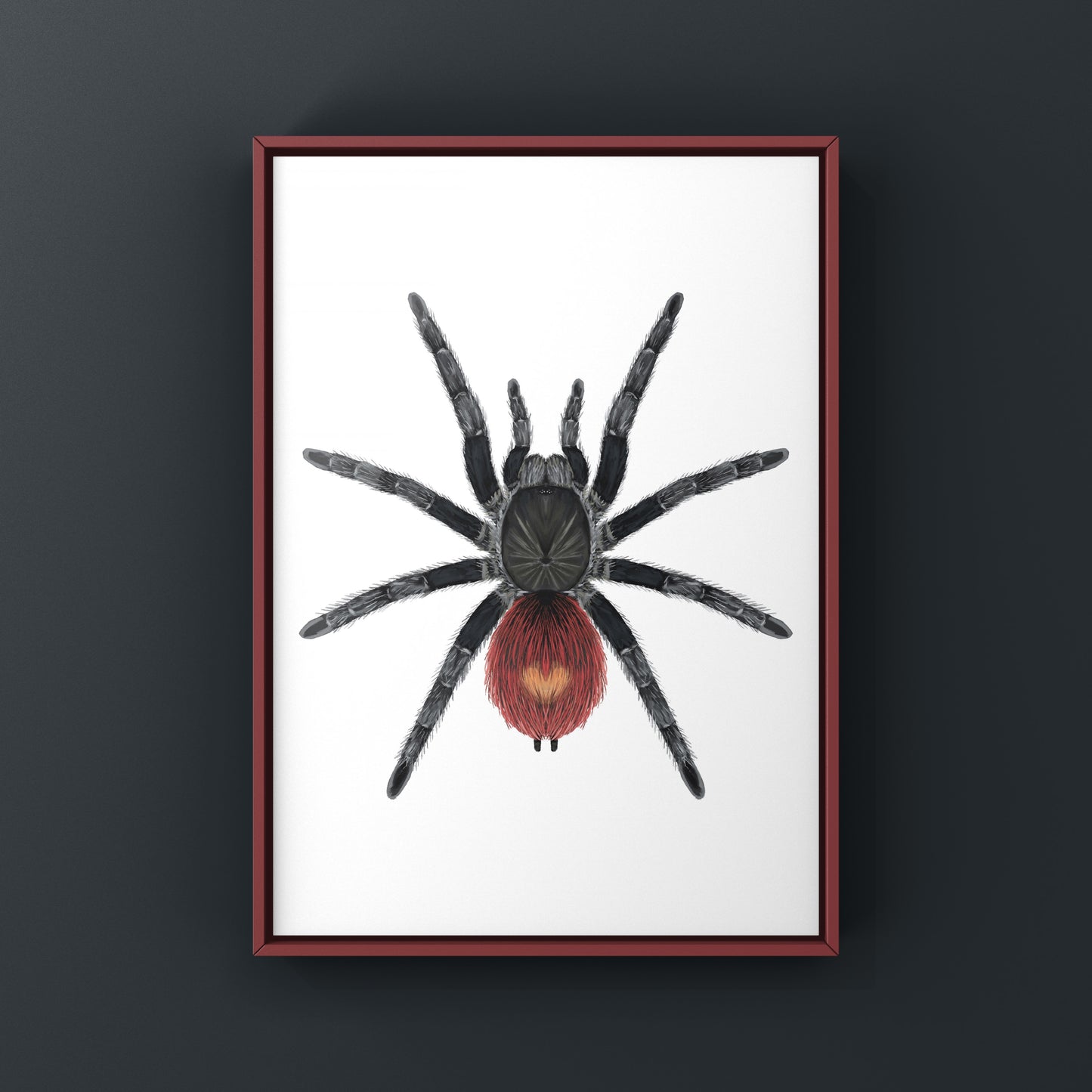 Peruvian Flame Rump Tarantula Thrixopelma ockerti art print featuring detailed illustration of the colorful spider.