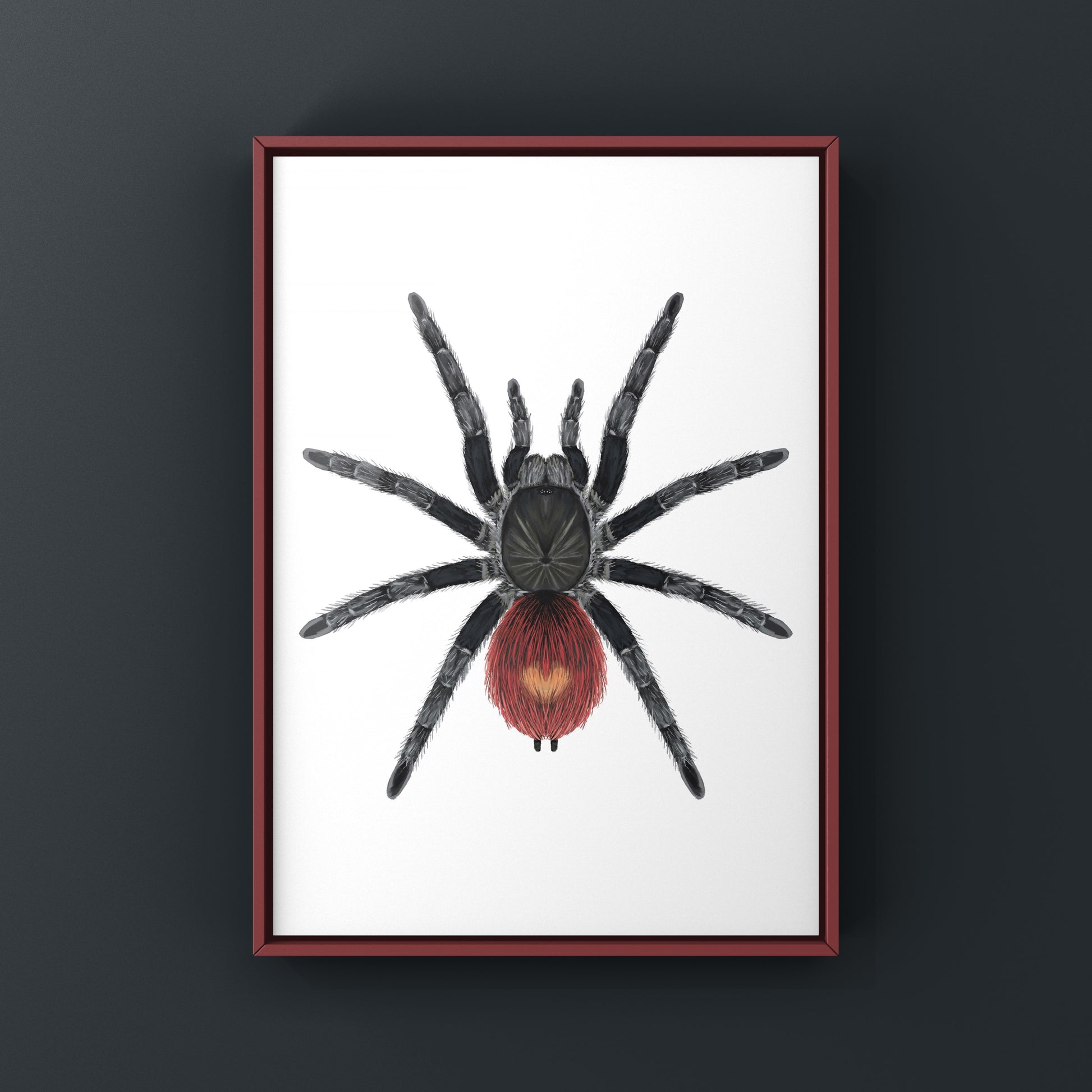 Peruvian Flame Rump Tarantula Thrixopelma ockerti art print featuring detailed illustration of the colorful spider.