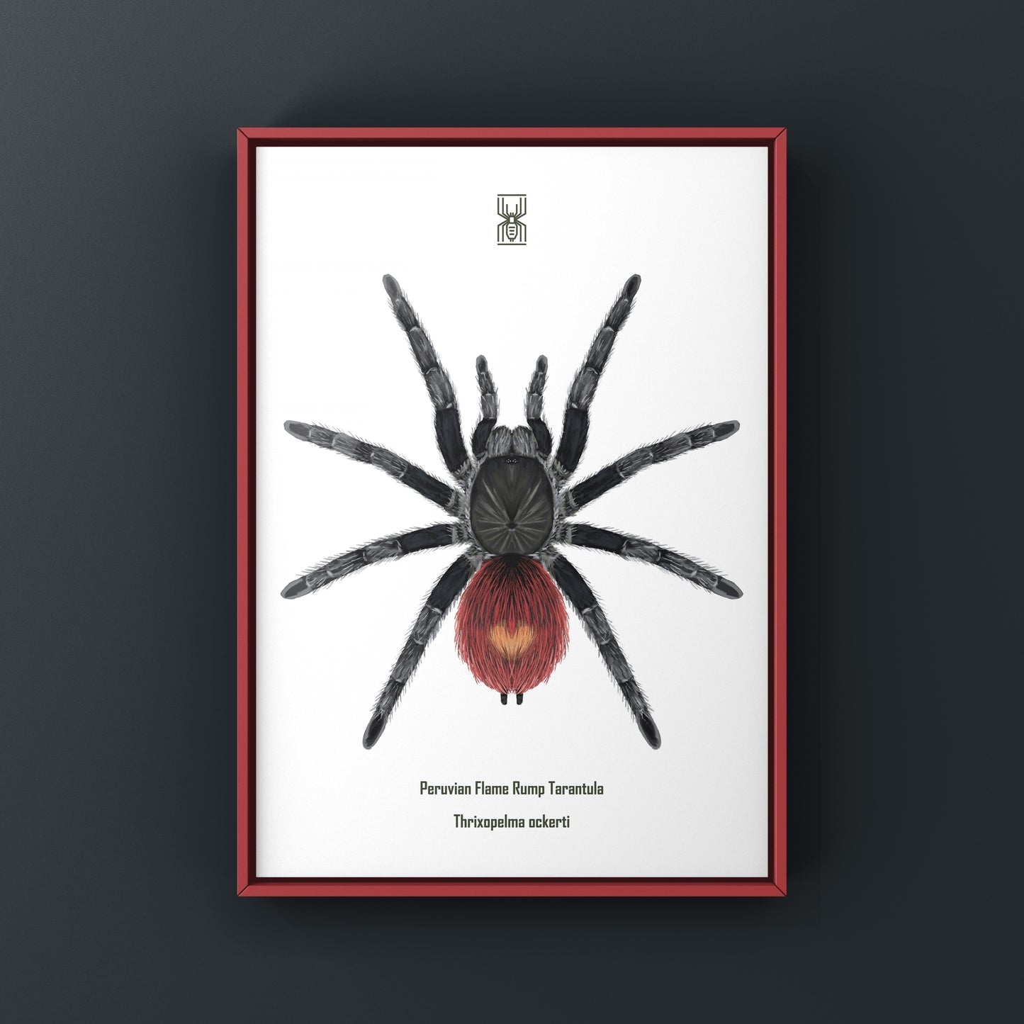 Peruvian Flame Rump Tarantula Thrixopelma ockerti art print showing detailed illustration of the spider's vibrant coloration and features.