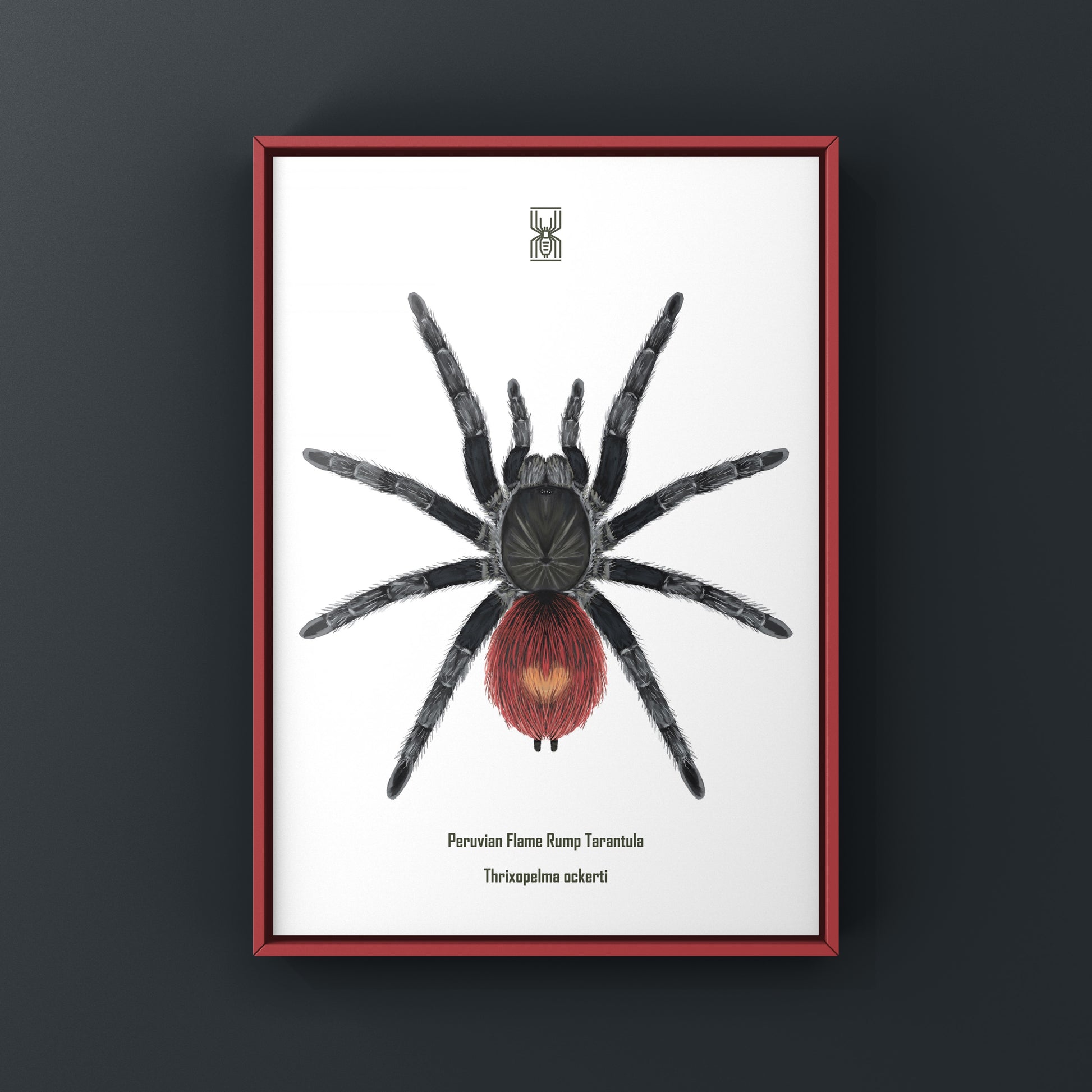 Peruvian Flame Rump Tarantula Thrixopelma ockerti art print showing detailed illustration of the spider's vibrant coloration and features.