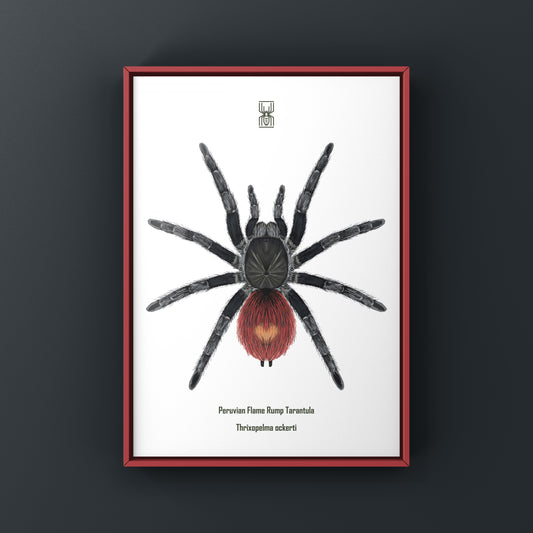 Peruvian Flame Rump Tarantula art print featuring detailed illustration of Thrixopelma ockerti on textured paper.