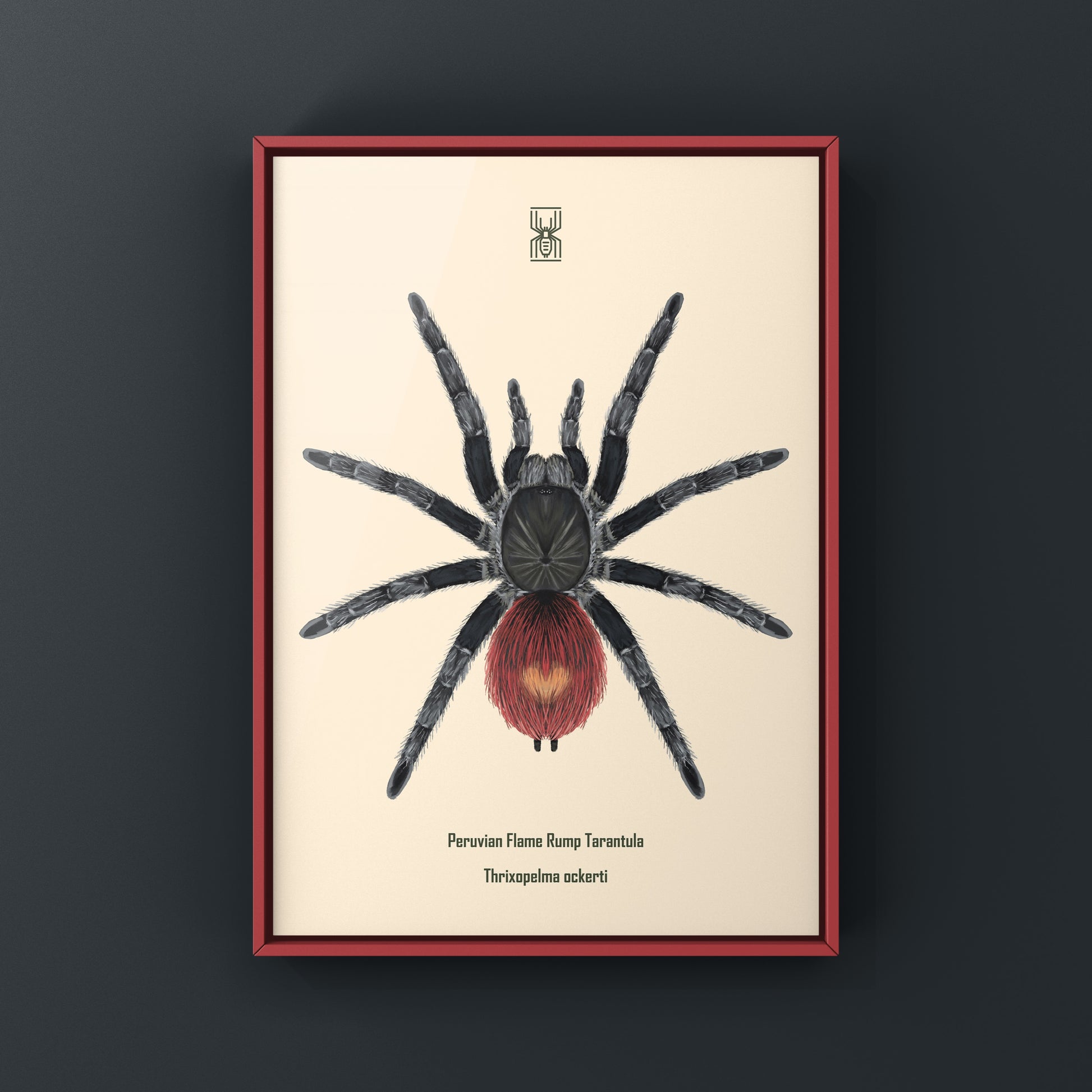 Peruvian Flame Rump Tarantula art print featuring vibrant colors and detailed illustration of Thrixopelma ockerti.