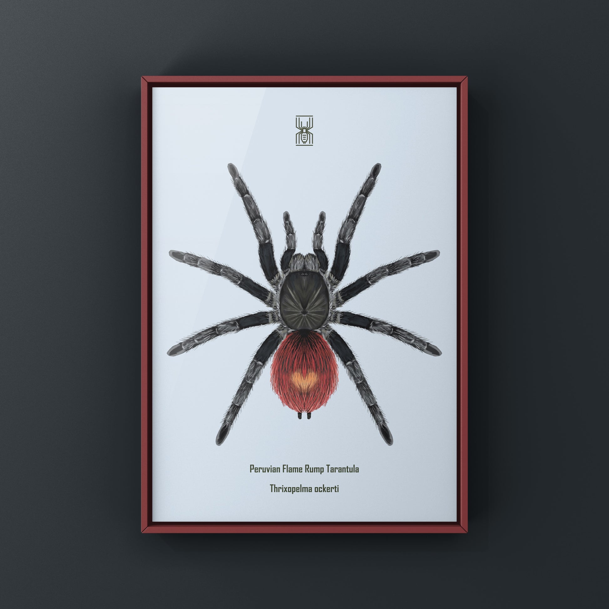 Peruvian Flame Rump Tarantula Thrixopelma ockerti art print featuring detailed illustration of this vibrant tarantula species.