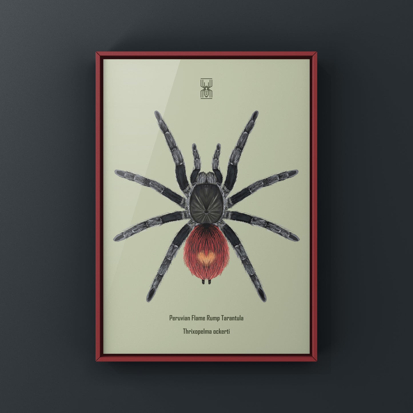 Peruvian Flame Rump Tarantula art print featuring detailed illustration of Thrixopelma ockerti from The Silk Ranch.