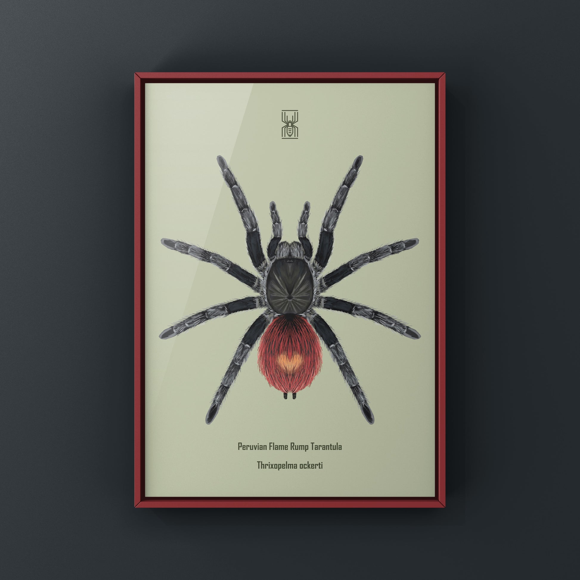 Peruvian Flame Rump Tarantula art print featuring detailed illustration of Thrixopelma ockerti from The Silk Ranch.