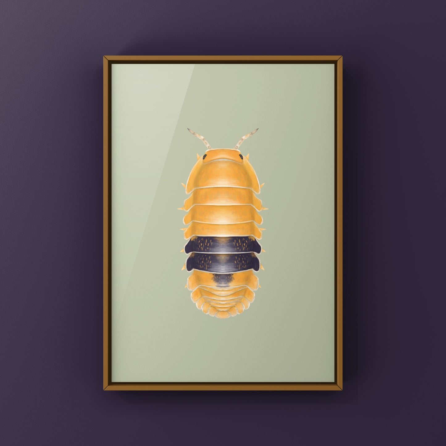 Amber Ducky Isopod art print by The Silk Ranch showing detailed illustration of Cubaris sp. Amber Ducky in soft tones.