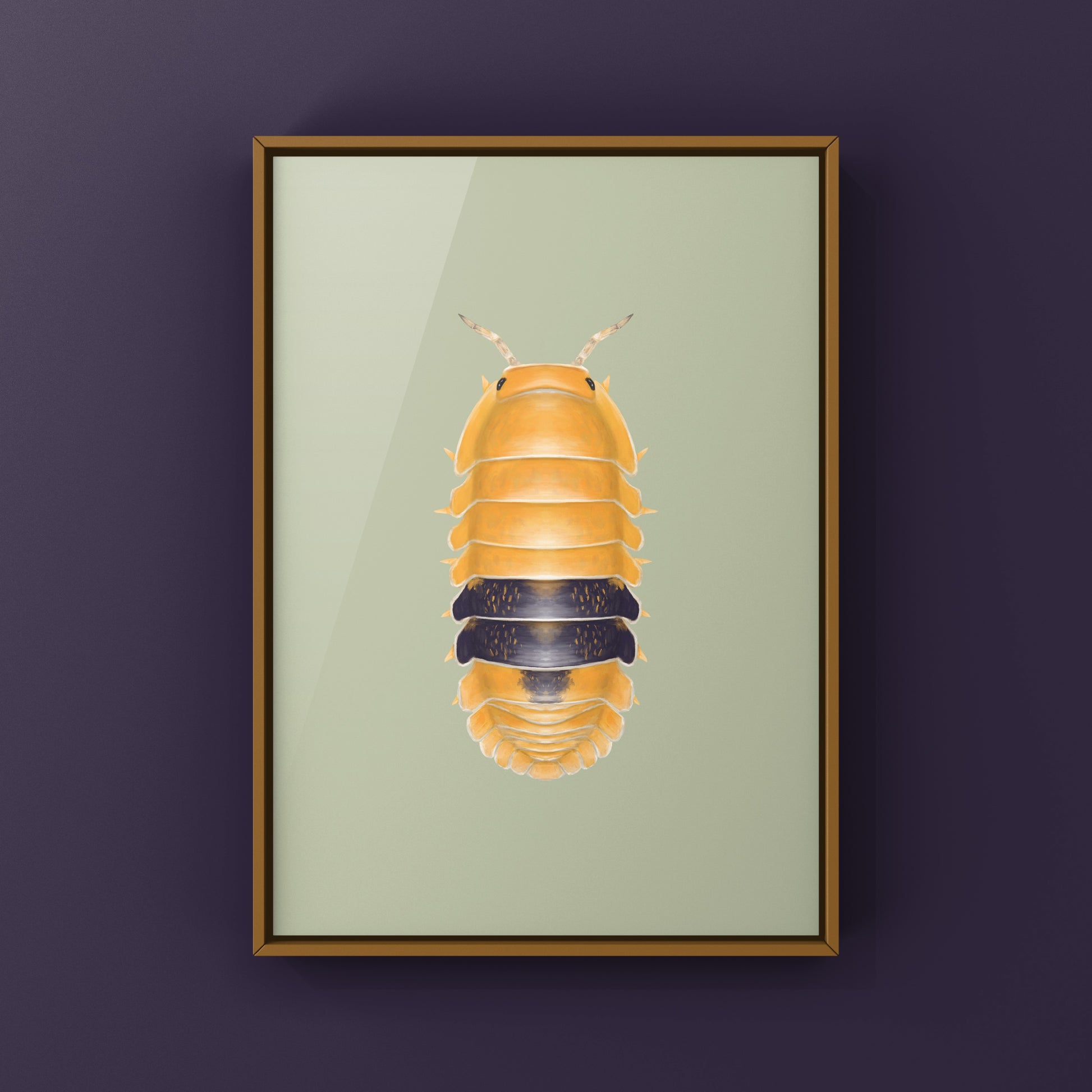 Amber Ducky Isopod art print by The Silk Ranch showing detailed illustration of Cubaris sp. Amber Ducky in soft tones.