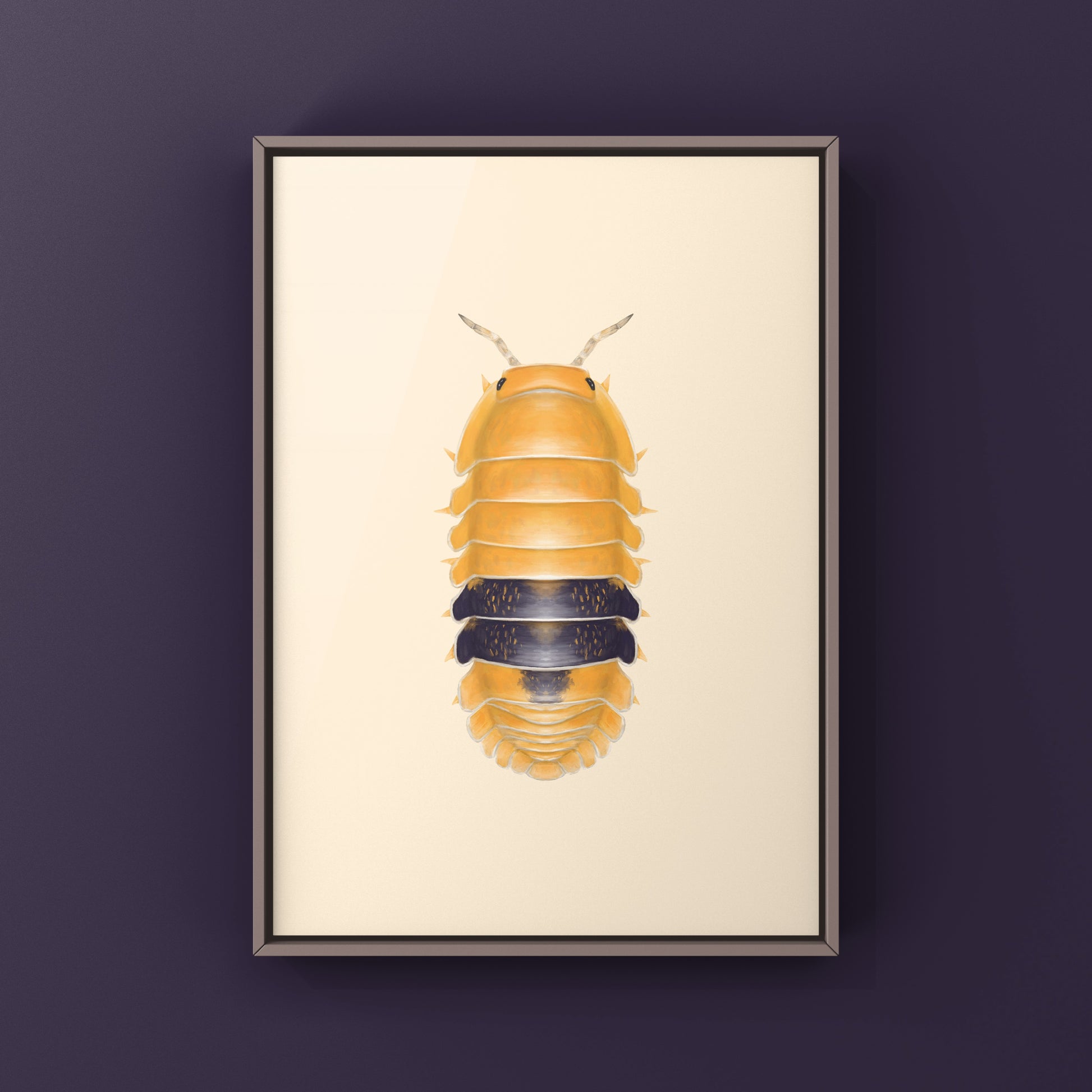 Amber Ducky Isopod art print by The Silk Ranch depicting a detailed illustration of Cubaris sp. Amber Ducky isopod.