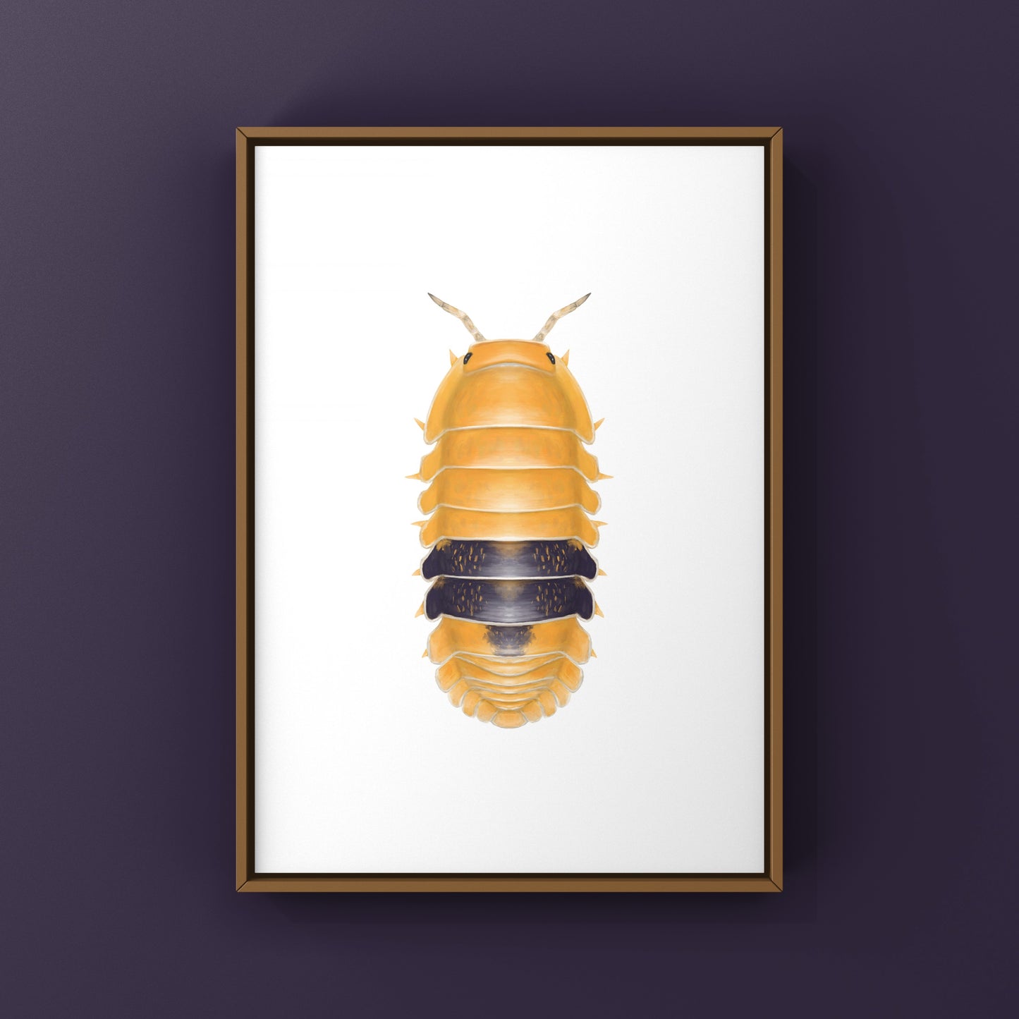 Amber Ducky Isopod art print by The Silk Ranch, featuring detailed illustration of Cubaris sp. Amber Ducky on textured paper.