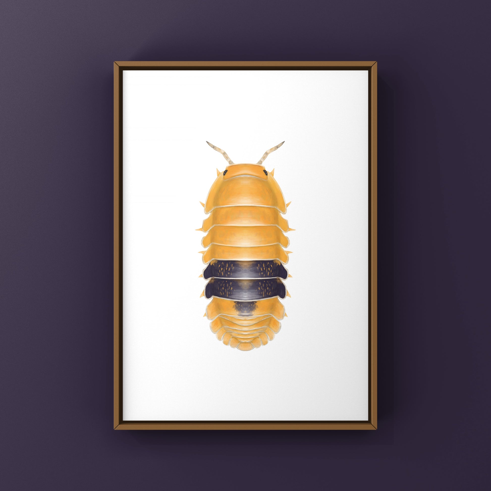 Amber Ducky Isopod art print by The Silk Ranch, featuring detailed illustration of Cubaris sp. Amber Ducky on textured paper.