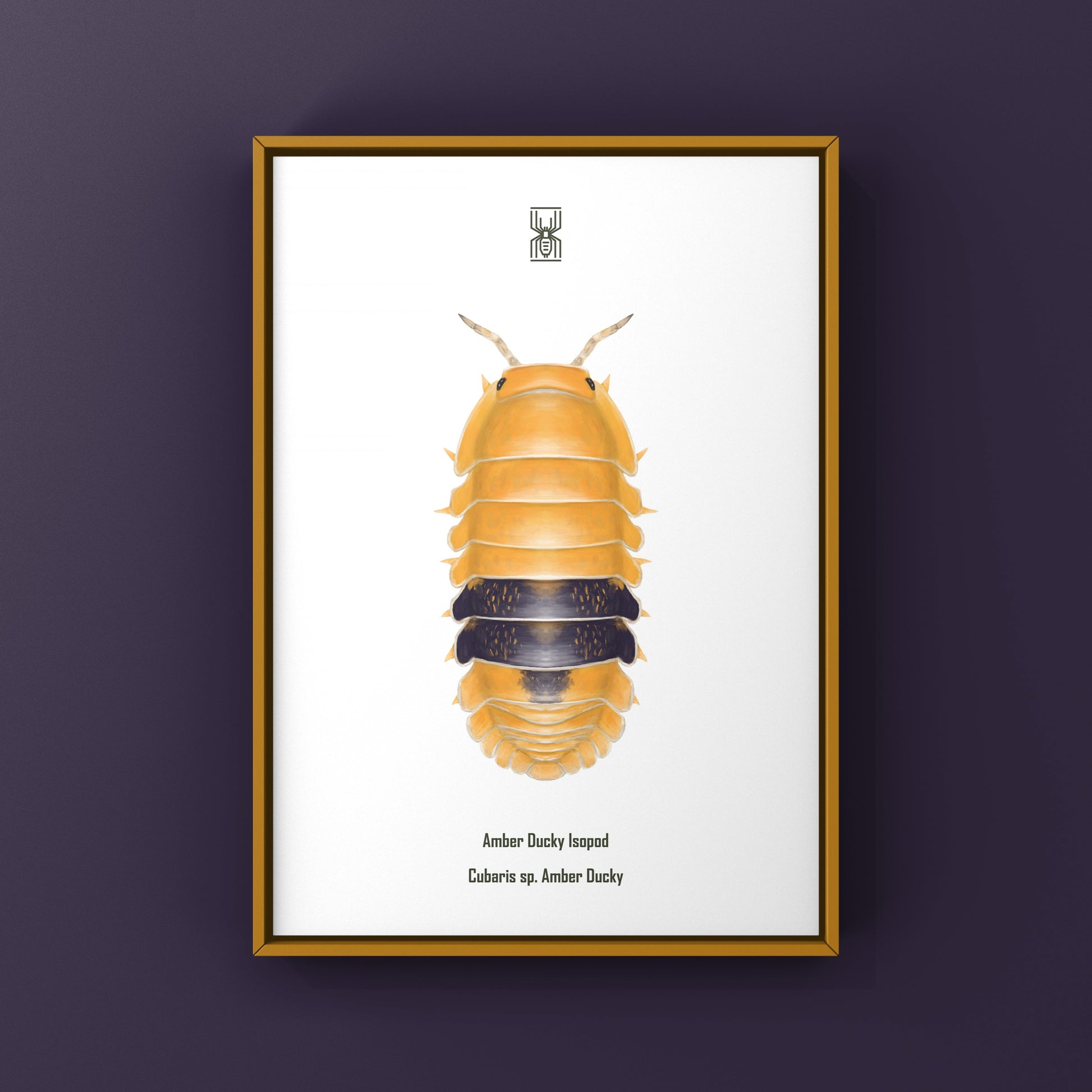 Amber Ducky Isopod art print featuring a detailed illustration of Cubaris sp. Amber Ducky by The Silk Ranch.