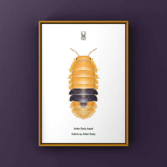 Amber Ducky Isopod art print featuring a detailed illustration of Cubaris sp. Amber Ducky by The Silk Ranch.