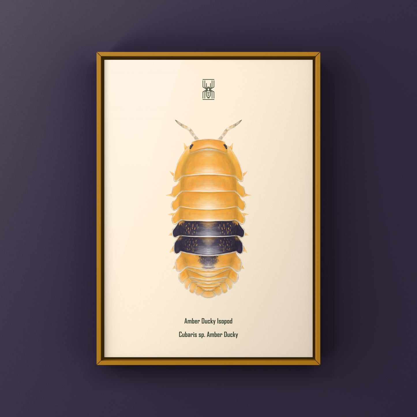 Amber Ducky Isopod art print showing detailed illustration of Cubaris sp. Amber Ducky in vibrant colors.