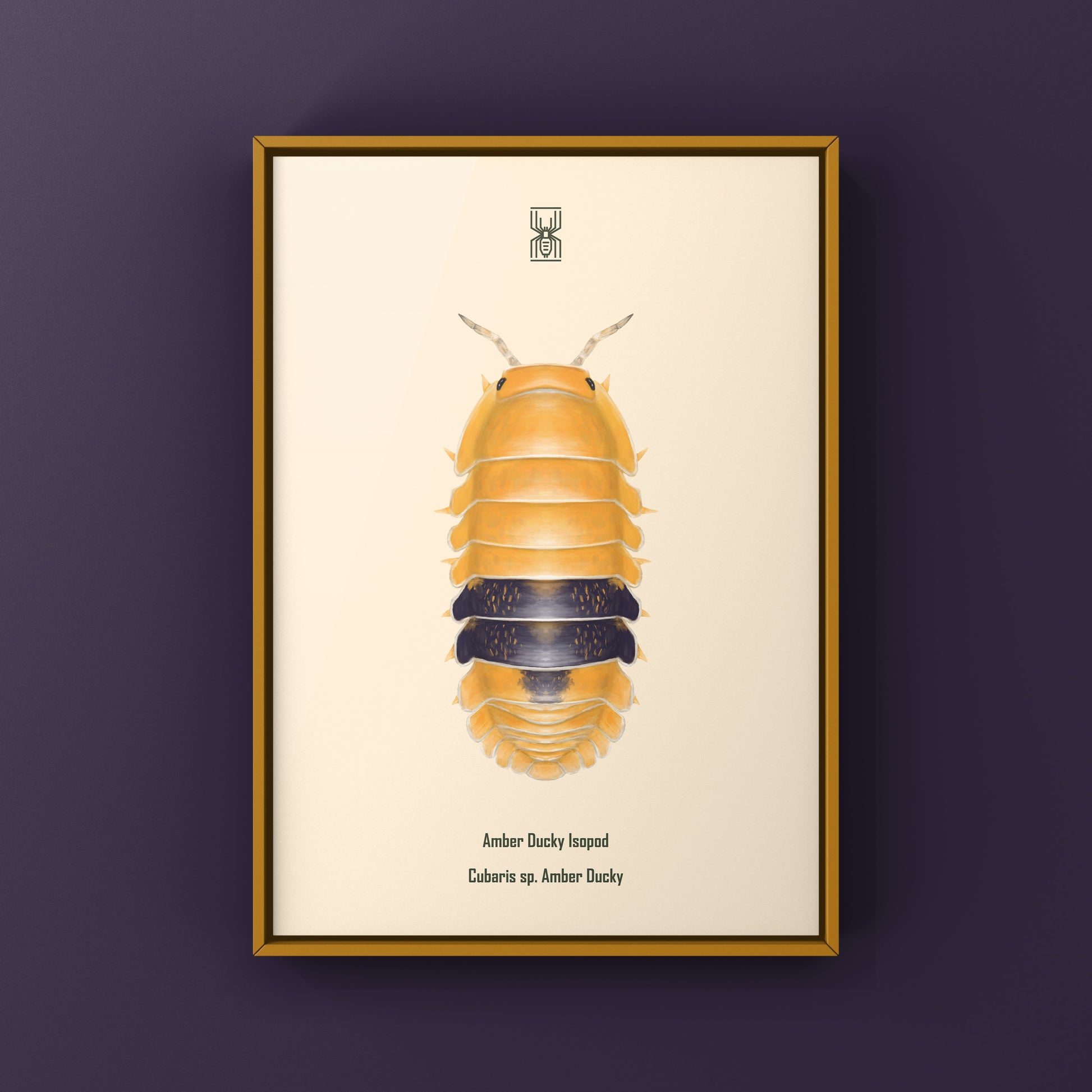 Amber Ducky Isopod art print showing detailed illustration of Cubaris sp. Amber Ducky in vibrant colors.