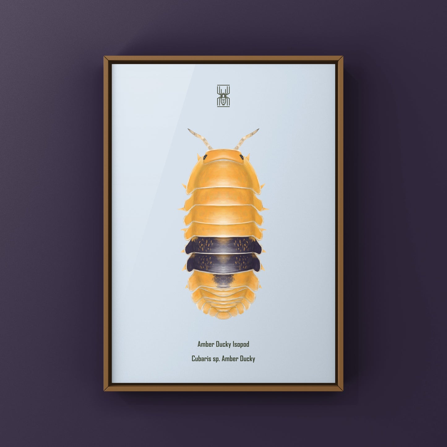 Amber Ducky Isopod art print by The Silk Ranch featuring detailed illustration of Cubaris sp. Amber Ducky isopod.