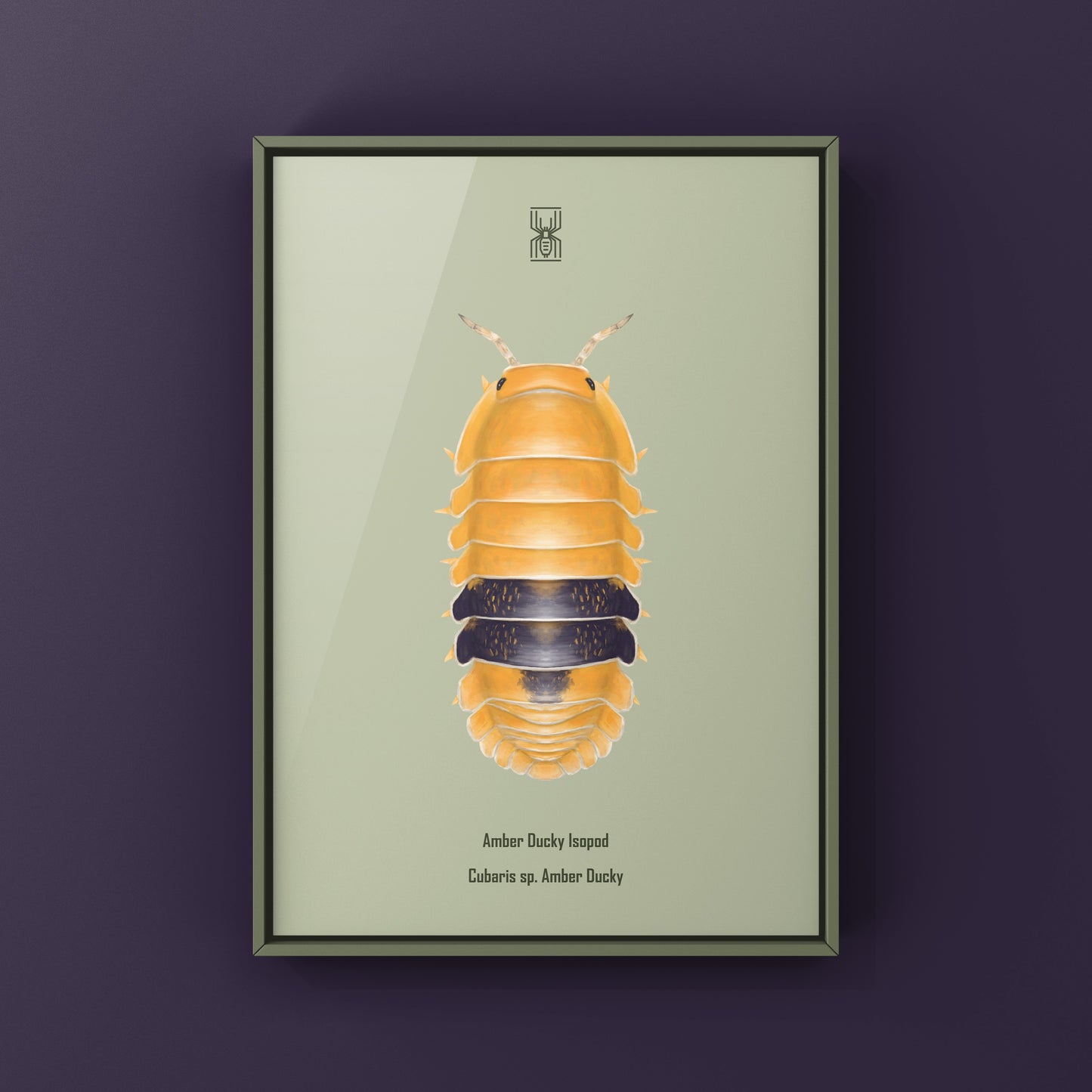 Amber Ducky Isopod art print by The Silk Ranch, showcasing detailed illustration of Cubaris sp. Amber Ducky in vibrant colors.