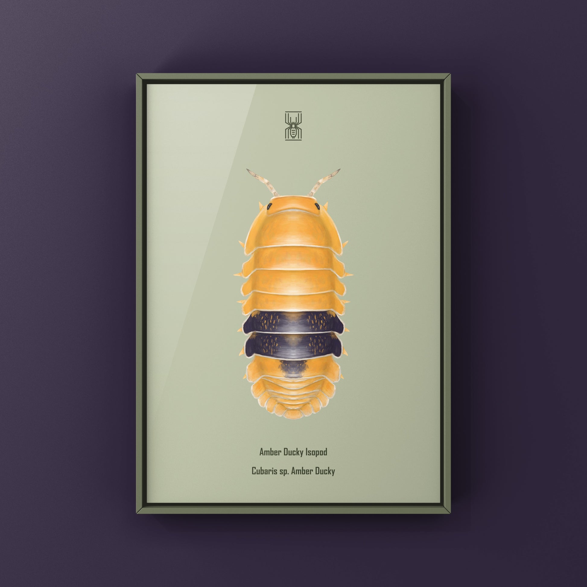 Amber Ducky Isopod art print by The Silk Ranch, showcasing detailed illustration of Cubaris sp. Amber Ducky in vibrant colors.