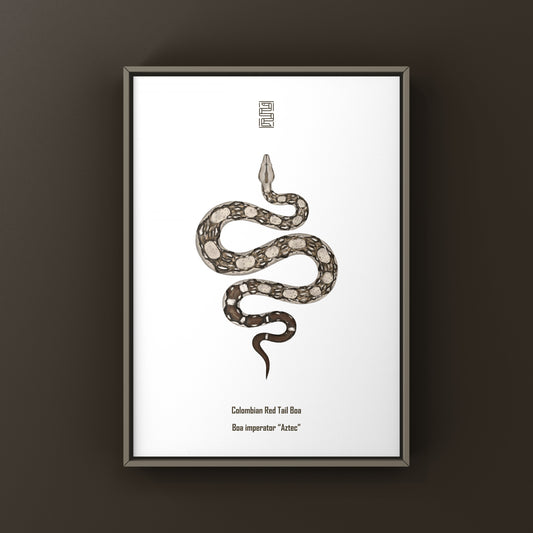 Aztec Colombian Red Tail Boa art print by The Silk Ranch featuring detailed artwork of the Boa imperator species.