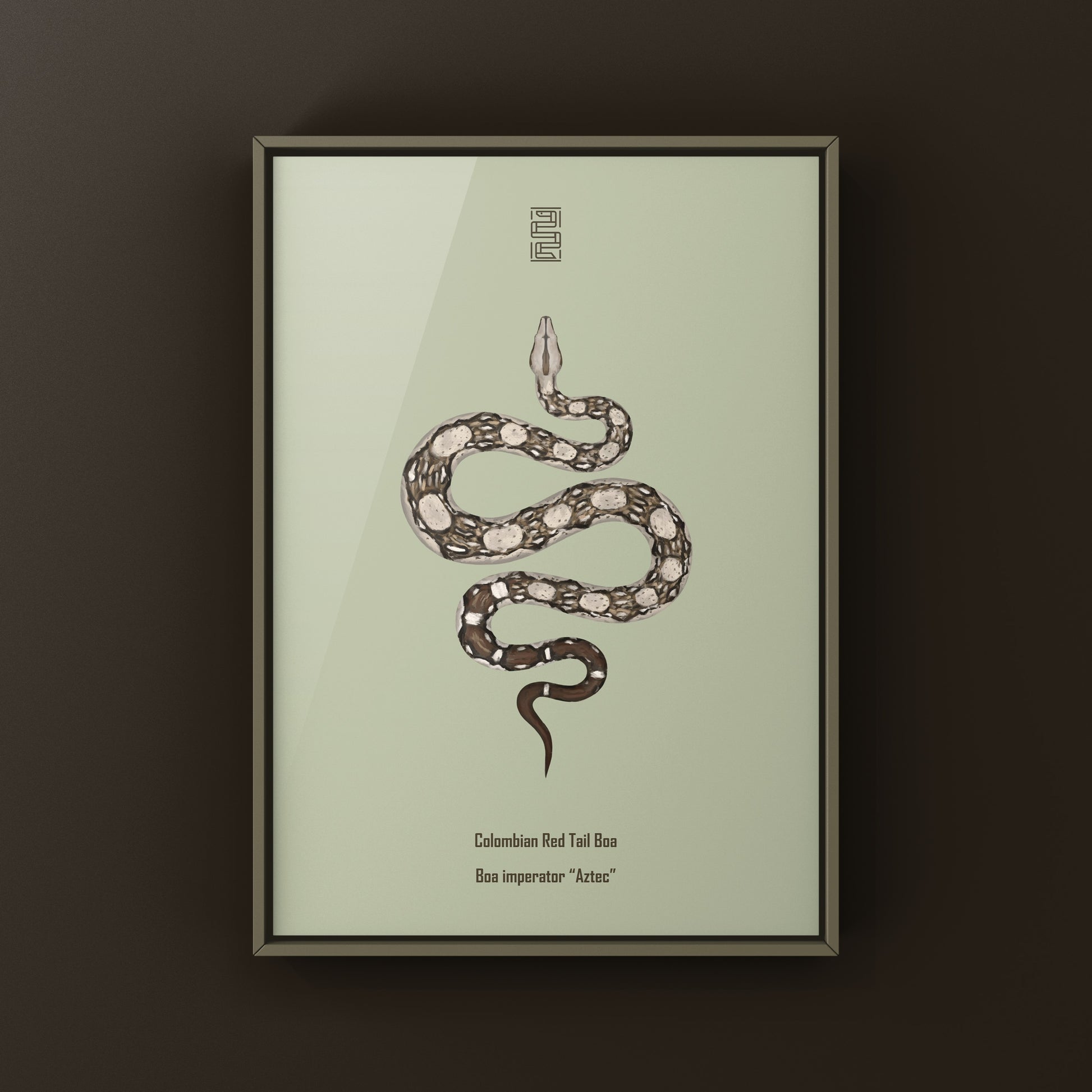 Aztec Colombian Red Tail Boa art print featuring detailed illustration of Boa imperator with vibrant red tail, by The Silk Ranch.