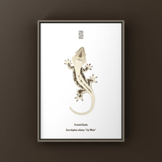 Lily White Crested Gecko Art Print from The Silk Ranch