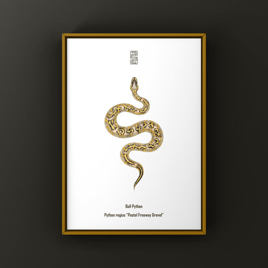 Pastel Freeway Gravel Ball Python (Python regius) Art Print from The Silk Ranch