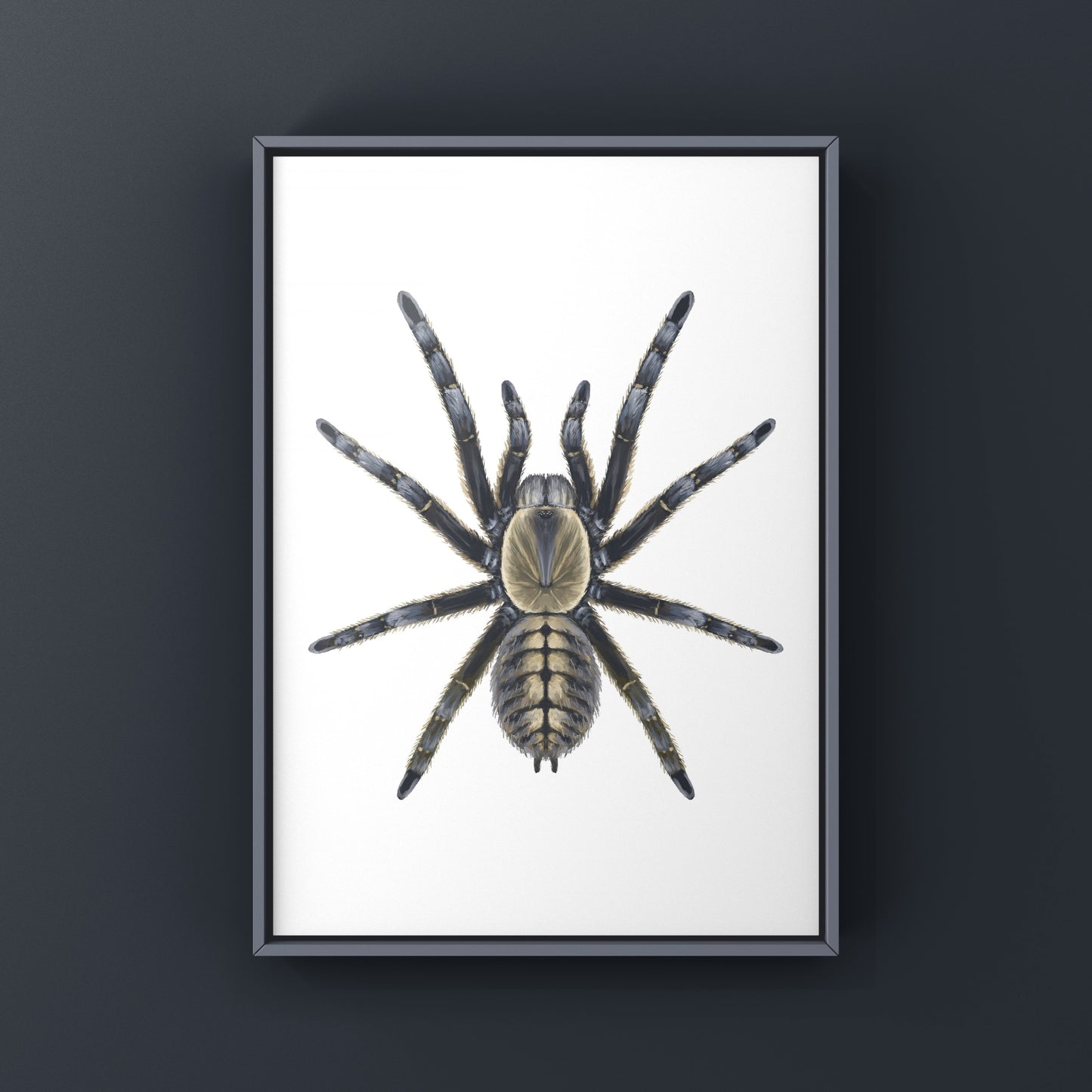 Art print of a Nhen Dep Earth Tiger Tarantula (Ornithoctoninae sp. Nhen Dep) by The Silk Ranch, showcasing detailed spider illustration.