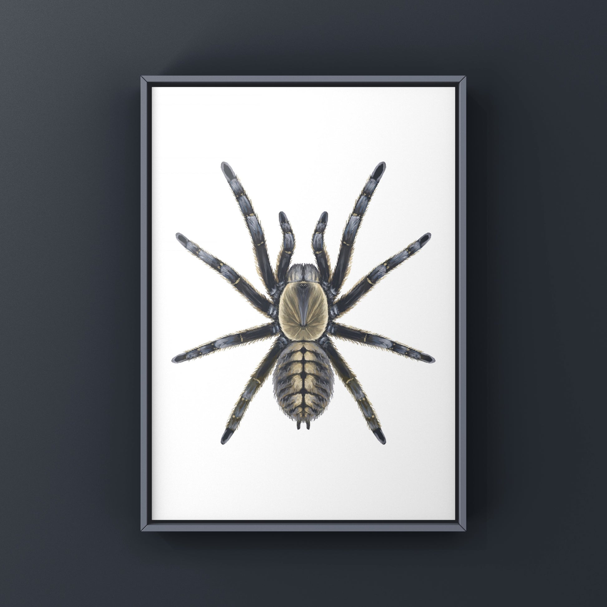 Art print of a Nhen Dep Earth Tiger Tarantula (Ornithoctoninae sp. Nhen Dep) by The Silk Ranch, showcasing detailed spider illustration.