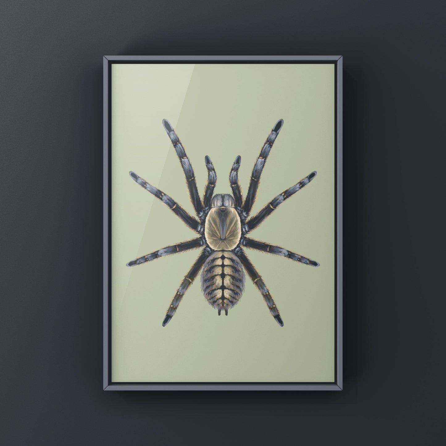 Art print of a Nhen Dep Earth Tiger Tarantula (Ornithoctoninae sp. Nhen Dep) featuring detailed illustrations of the spider.