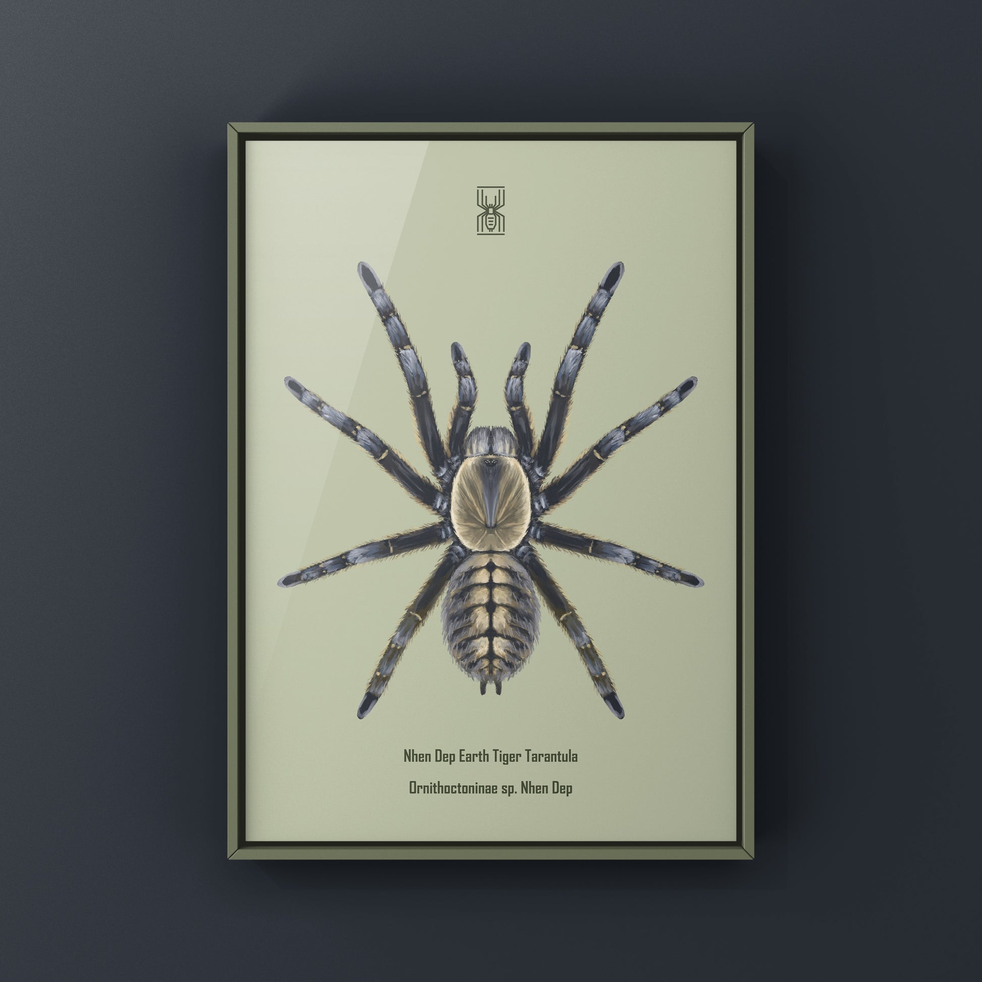Art print of a Nhen Dep Earth Tiger Tarantula (Ornithoctoninae sp. Nhen Dep) showcasing detailed spider artwork by The Silk Ranch