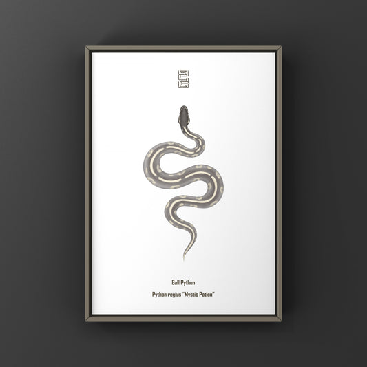 Mystic Potion Ball Python (Python regius) Art Print from The Silk Ranch