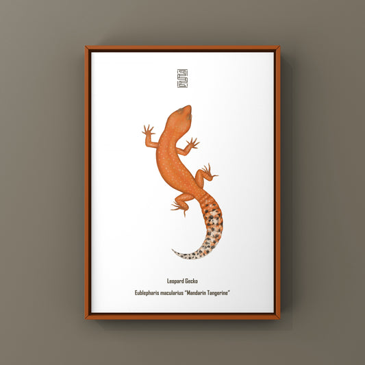 Colorful mandarin tangerine leopard gecko art print by The Silk Ranch, showcasing detailed reptile illustration on paper.