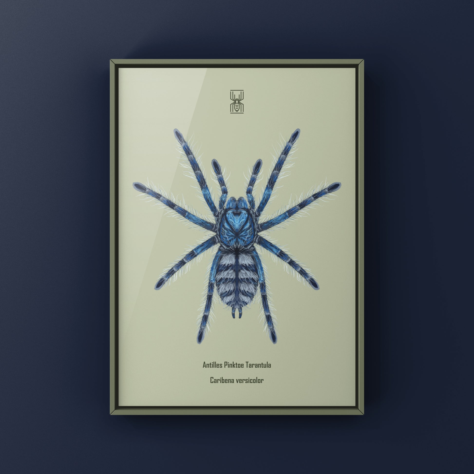 Colorful art print of a Caribena versicolor Antilles Pinktoe Tarantula spiderling by The Silk Ranch.