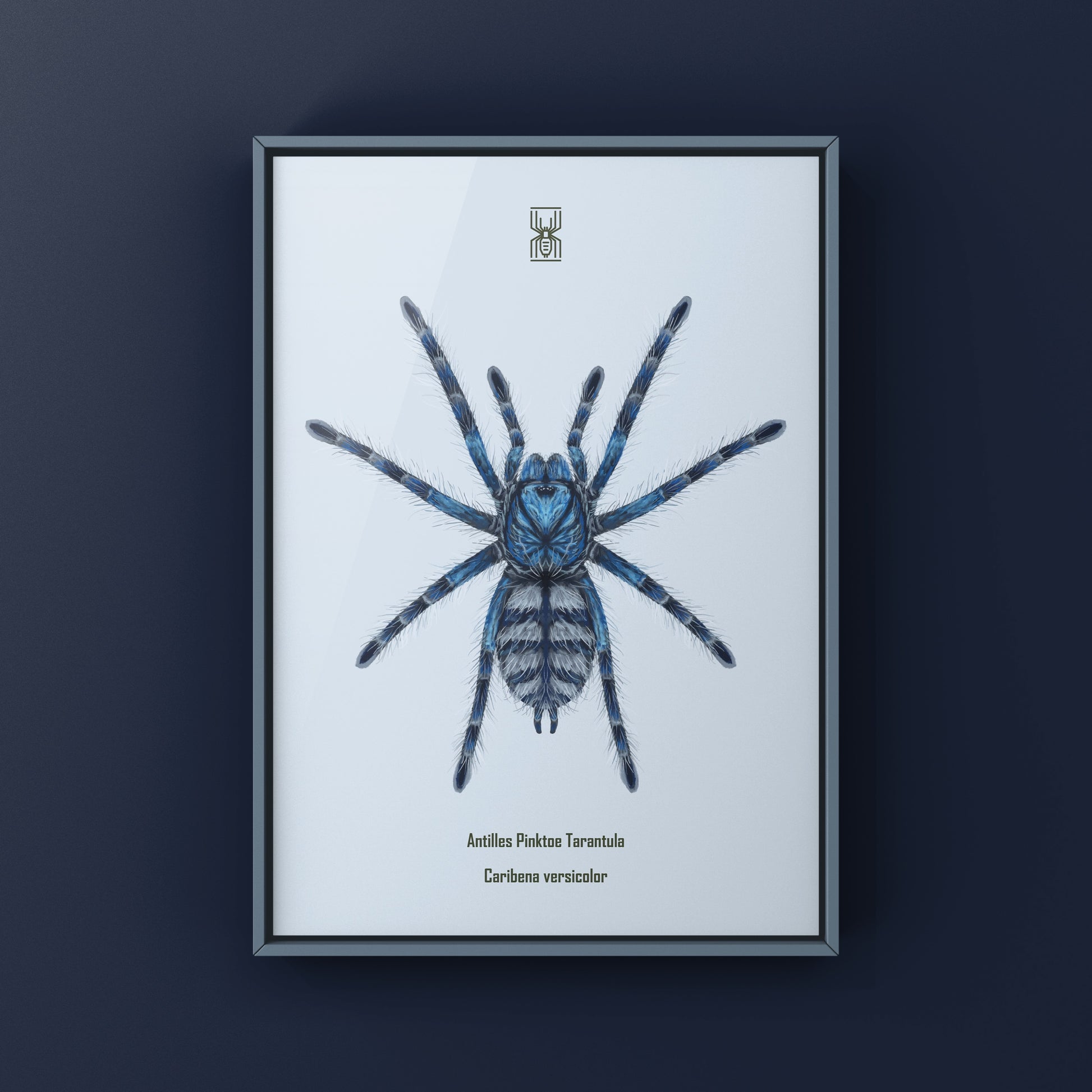 Colorful art print of a Caribena versicolor Antilles Pinktoe Tarantula spiderling by The Silk Ranch, showcasing vibrant details.