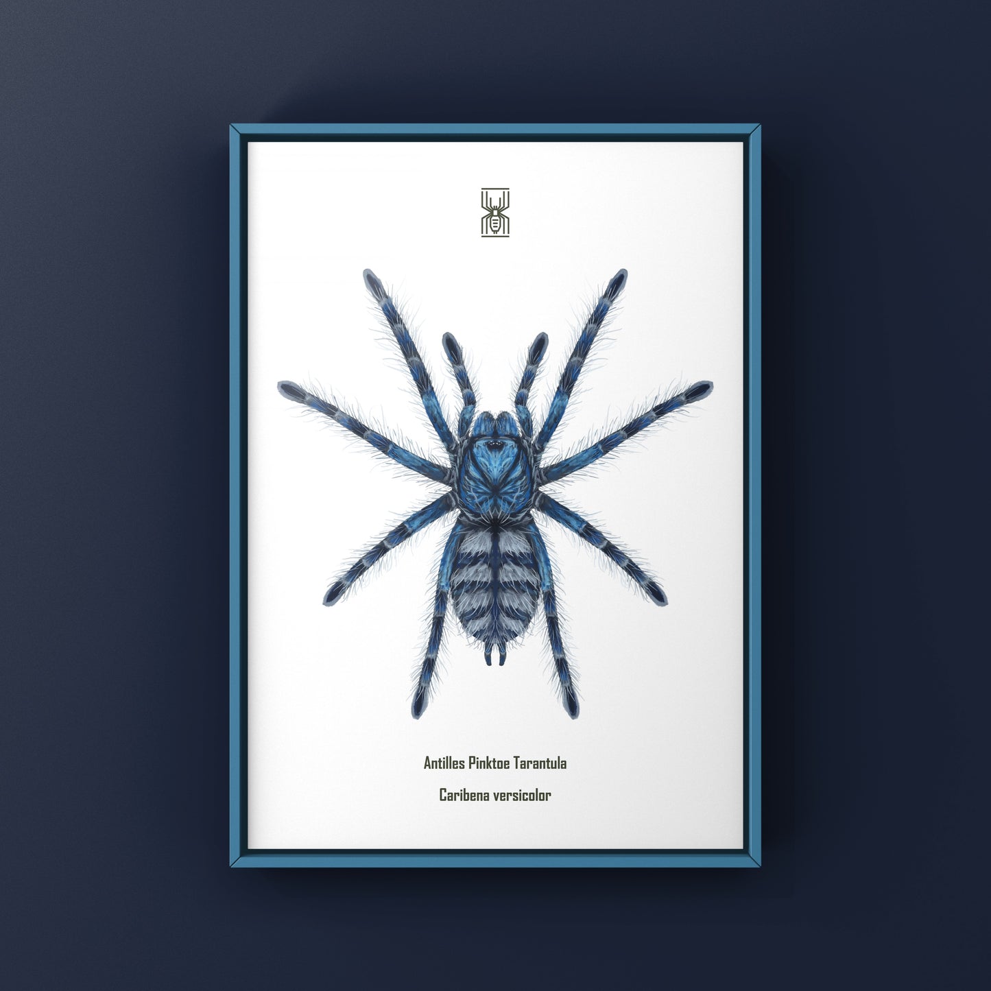 Colorful art print of a Caribena versicolor Antilles Pinktoe Tarantula spiderling by The Silk Ranch.