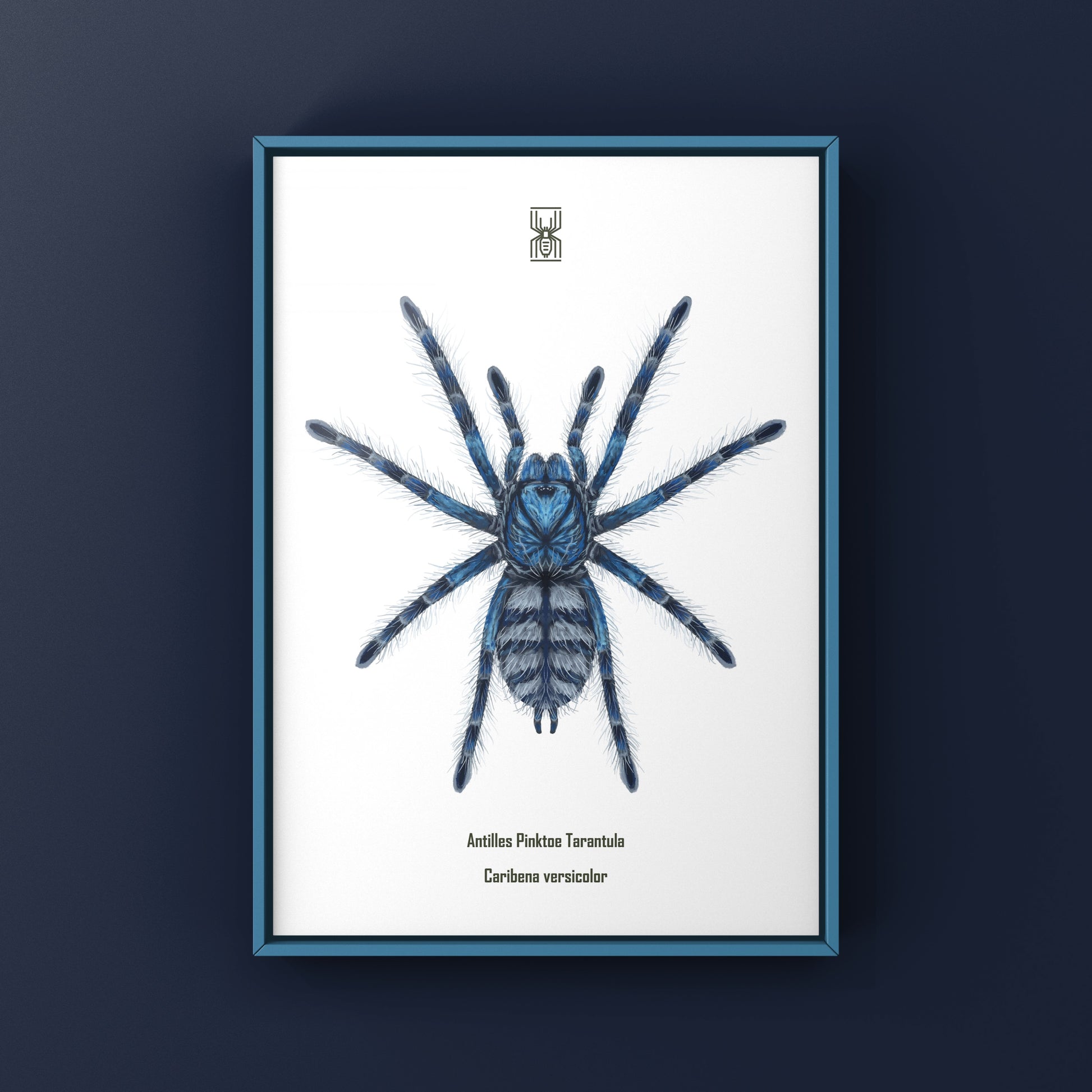 Colorful art print of a Caribena versicolor Antilles Pinktoe Tarantula spiderling by The Silk Ranch.