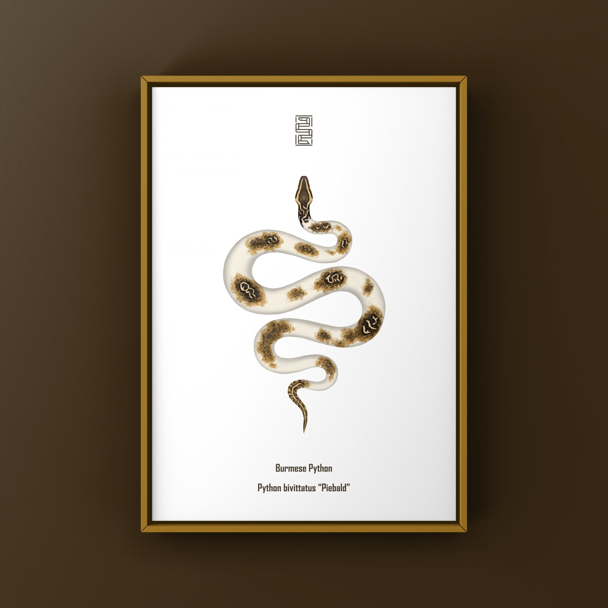 Piebald Burmese Python art print showcasing the snake's distinctive coloration and pattern, created by The Silk Ranch.