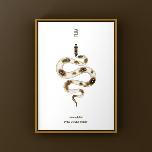 Piebald Burmese Python art print showcasing the snake's distinctive coloration and pattern, created by The Silk Ranch.