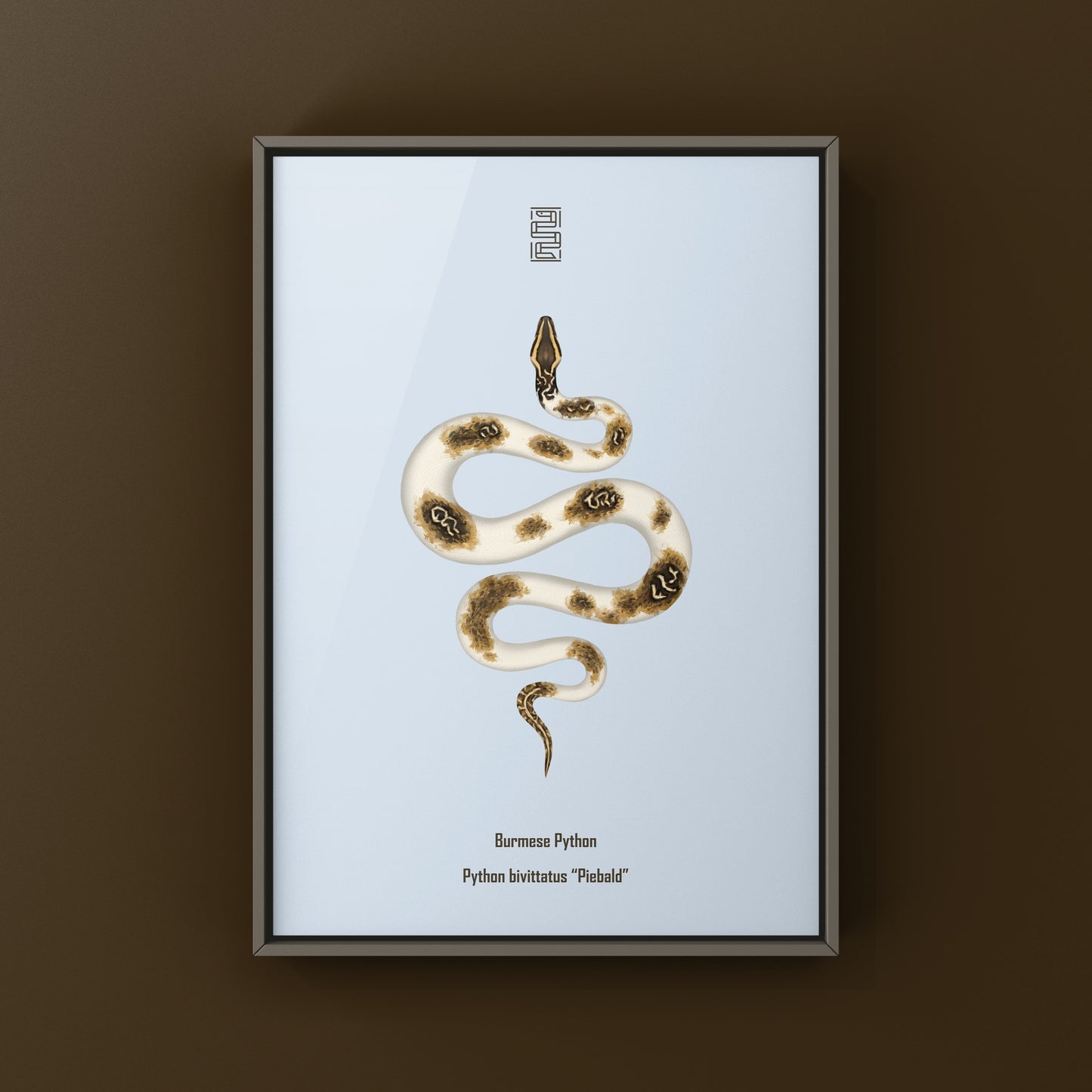 Piebald Burmese Python art print featuring a detailed illustration of a Python bivittatus by The Silk Ranch.