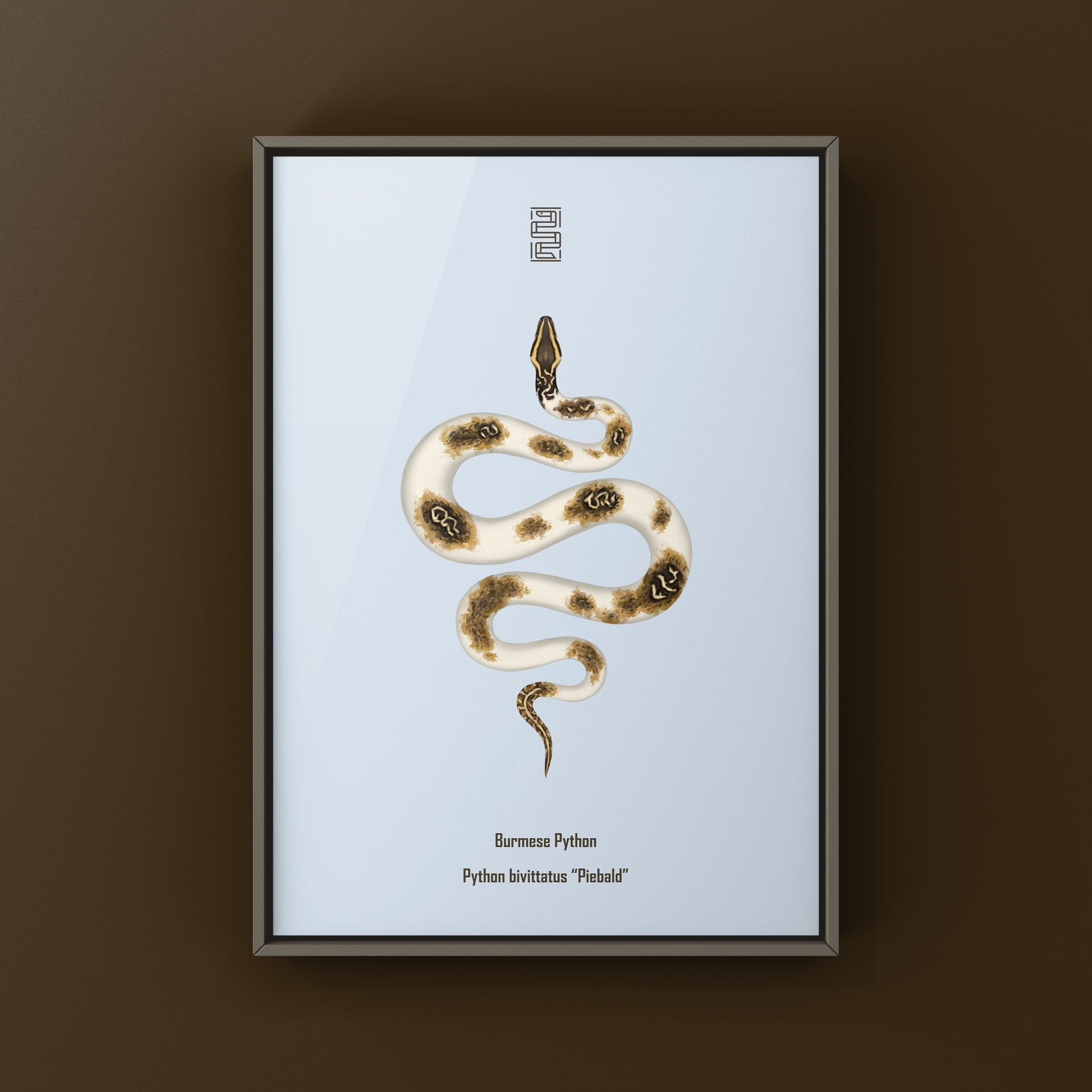 Piebald Burmese Python art print featuring a detailed illustration of a Python bivittatus by The Silk Ranch.