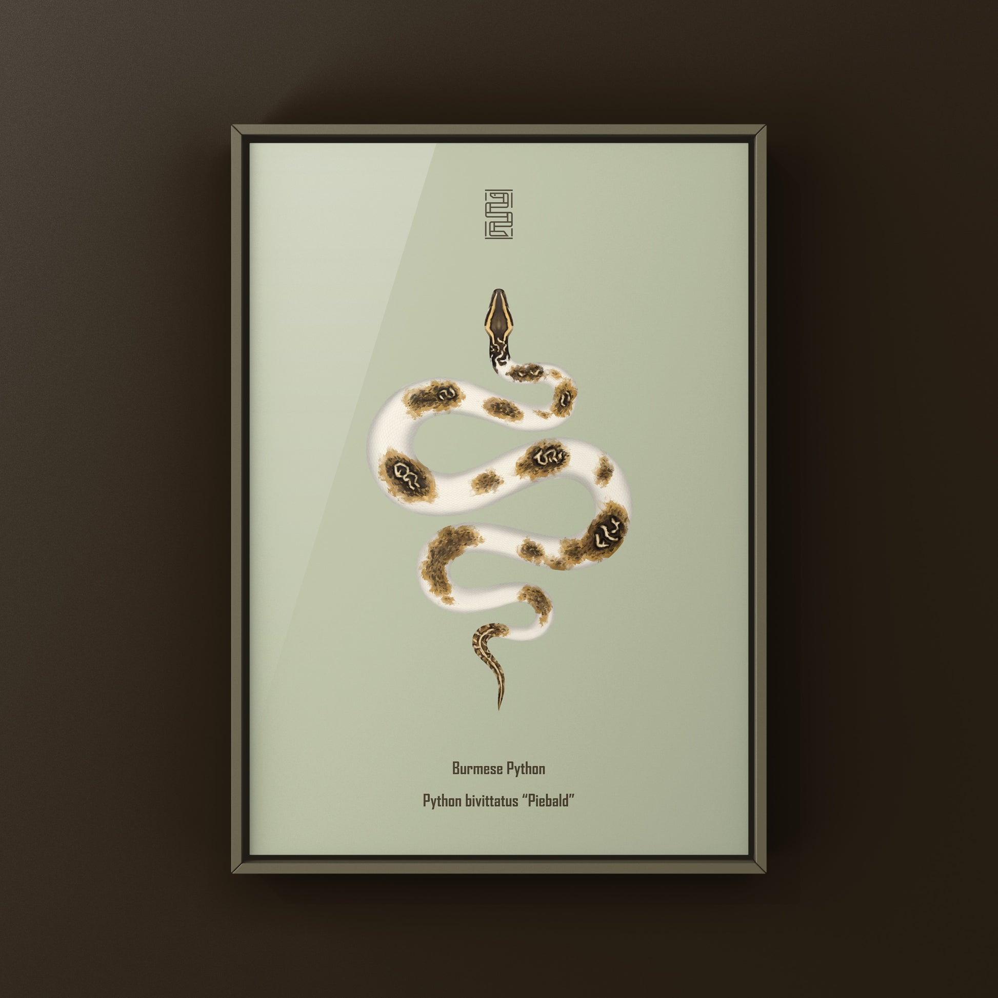 Piebald Burmese Python art print featuring a colorful snake illustration by The Silk Ranch, showcasing detailed python markings.