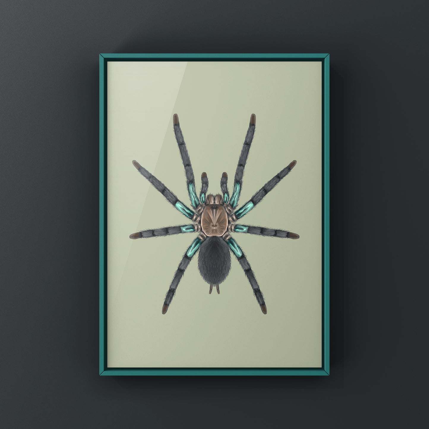 Electric turquoise tarantula art print by The Silk Ranch featuring a detailed illustration of Chilobrachys jonitriantisvansickleae.