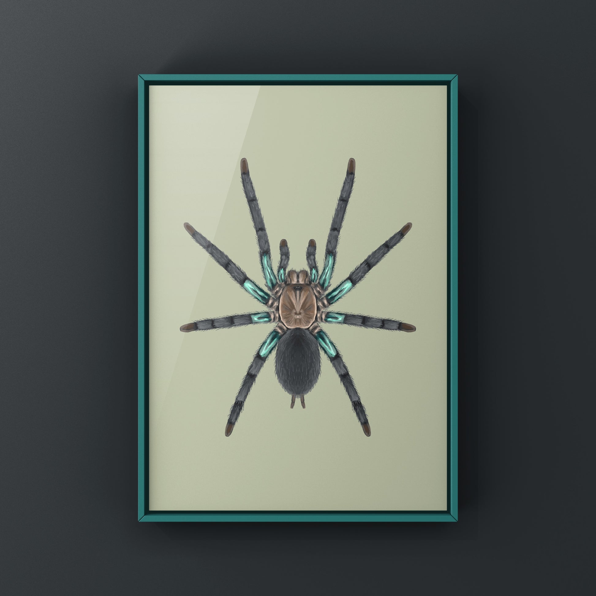 Electric turquoise tarantula art print by The Silk Ranch featuring a detailed illustration of Chilobrachys jonitriantisvansickleae.