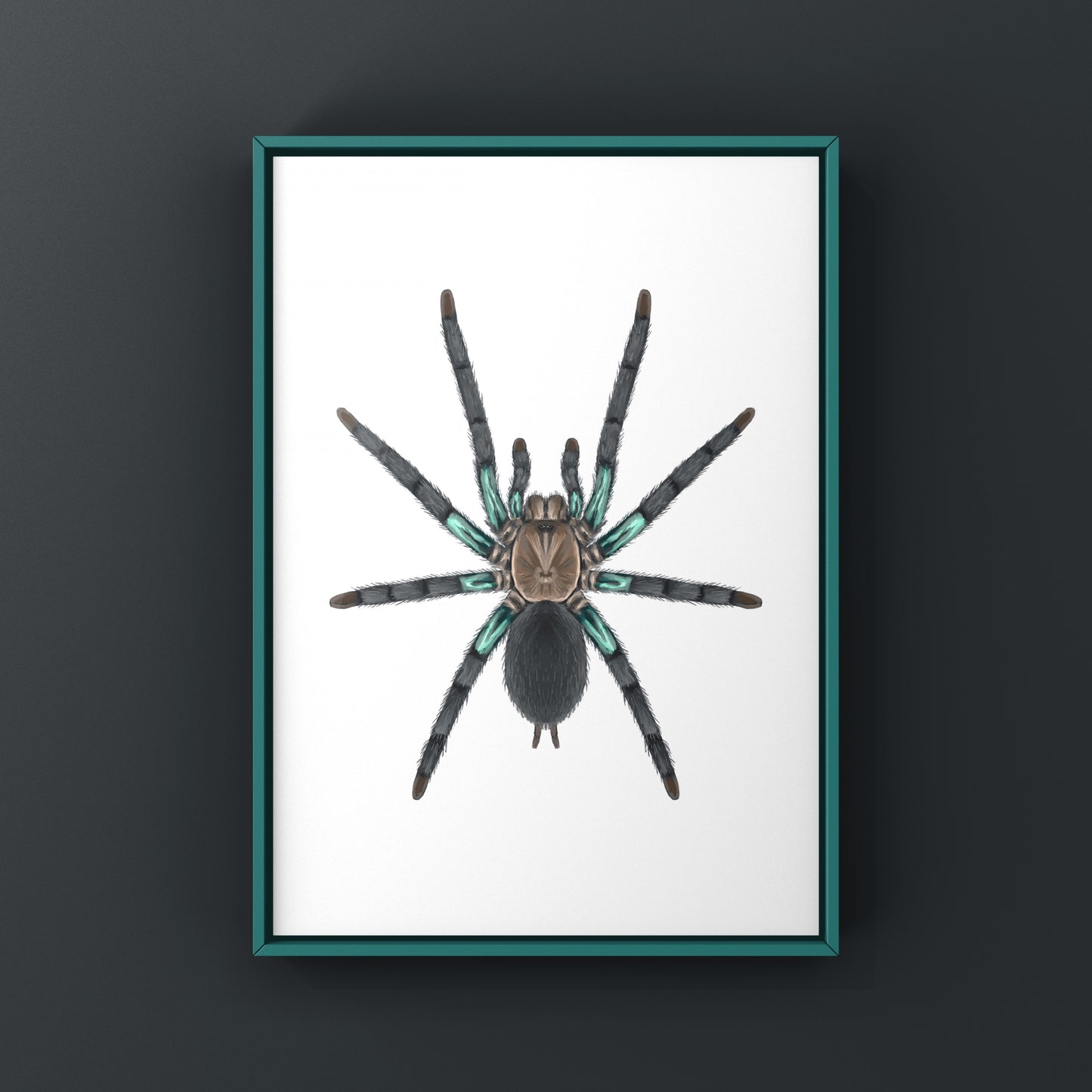 Electric turquoise tarantula art print showcasing a vivid Chilobrachys jonitriantisvansickleae spider on a white background.