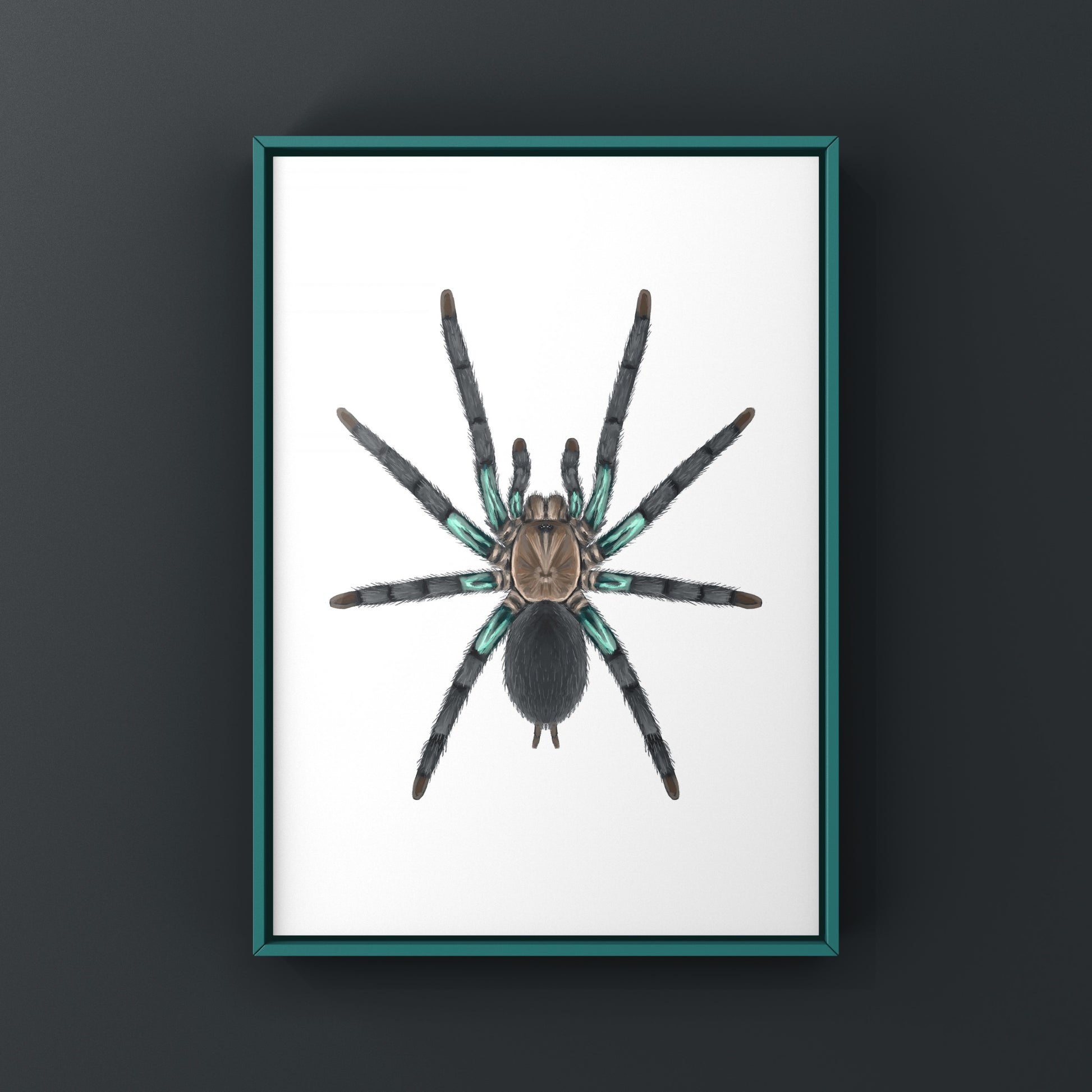 Electric turquoise tarantula art print showcasing a vivid Chilobrachys jonitriantisvansickleae spider on a white background.